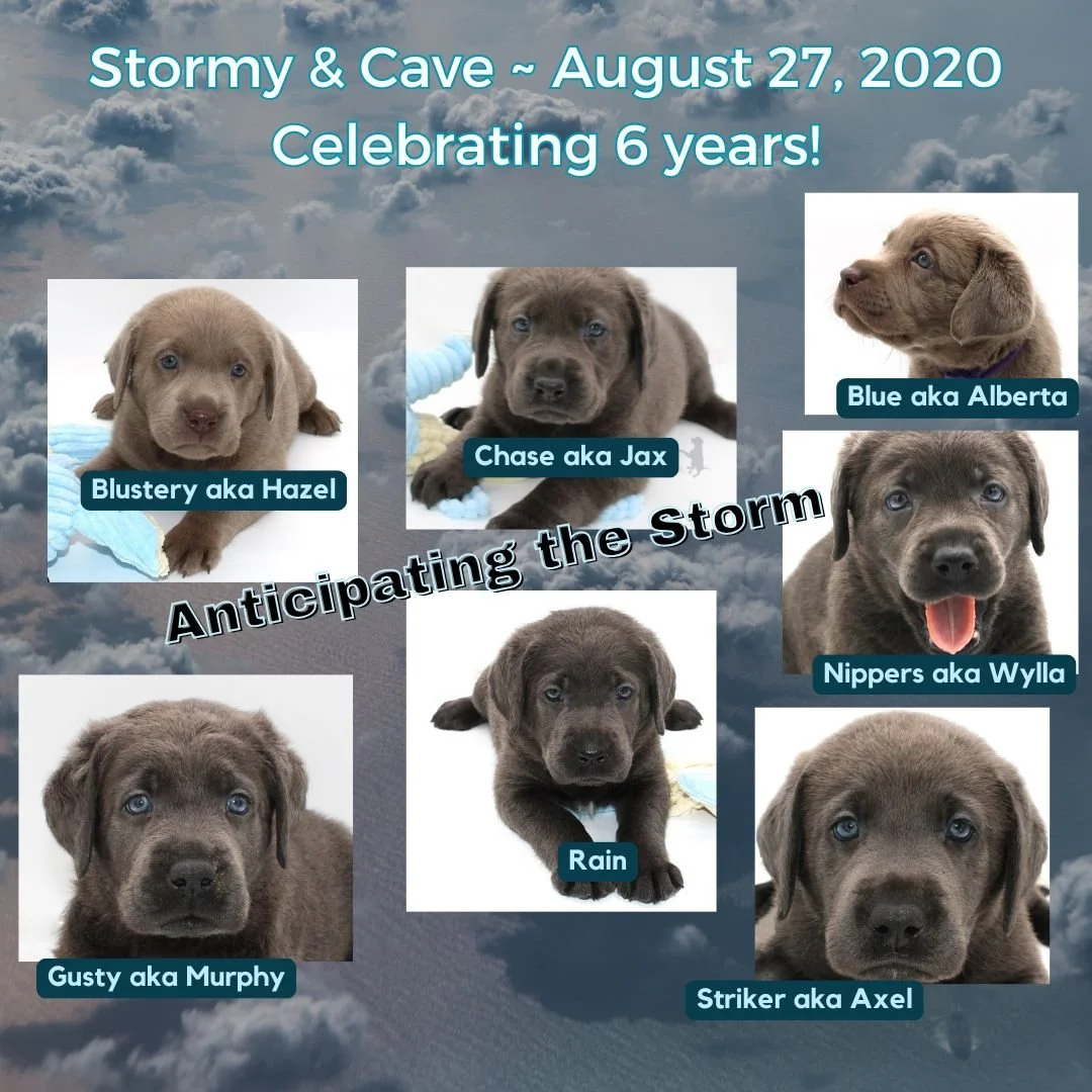 🌩️ Happy 6th Birthday to our Anticipating the Storm litter! 🎉🐾

Six years ago today, this special group of puppies blew into our lives and left an unforgettable mark on our hearts. 

Today we celebrate each one of you and the wonderful families wh