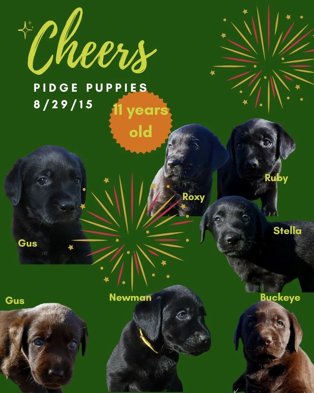 Happy 11th Birthday to Pidge's wonderful puppies! 🎉🐾

Eleven years ago, this special litter brought so much joy into the lives of their families, and today we celebrate each one of them with grateful hearts.

This birthday feels a little different 