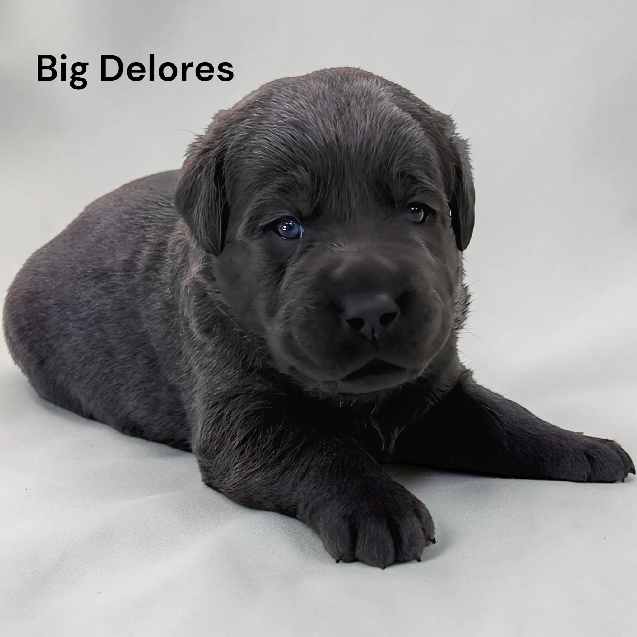 Three Weeks of Hope 💕🐾

The #HopeFloats puppies are three weeks old, and suddenly there is a whole lot happening in the nursery!

Those sleepy little newborns are beginning to discover their world. Toys are becoming interesting, siblings are becomi