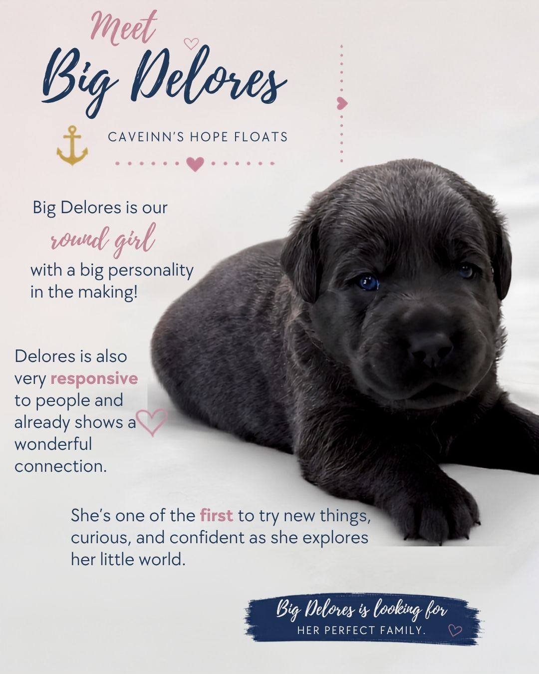 Big Delores is Looking for Her Perfect Family 💕🐾

Our sweet Big Delores from the Hope Floats litter is looking for the family meant just for her!

Delores earned the &ldquo;Big&rdquo; in her name honestly&mdash;she has been our wonderfully round gi