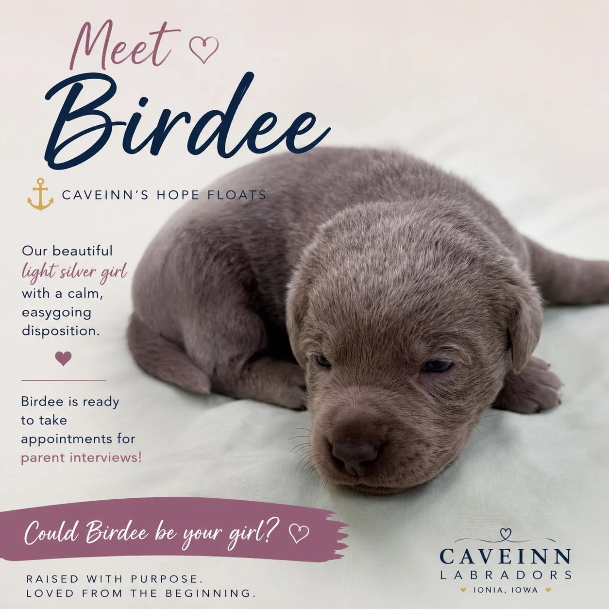 🩶 Birdee Is Ready to Meet Her Perfect Family

Our beautiful Birdee from the Hope Floats litter is officially ready to begin taking appointments for parent interviews!

Birdee is our lovely light silver girl, and as her personality begins to emerge, 