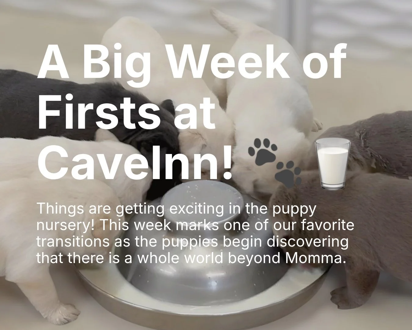 🥛 First up&mdash;goat&rsquo;s milk!
We&rsquo;ll begin introducing the puppies to warm goat&rsquo;s milk this week, and if past litters are any indication, it won&rsquo;t take long for them to figure out that this is pretty wonderful stuff. There wil