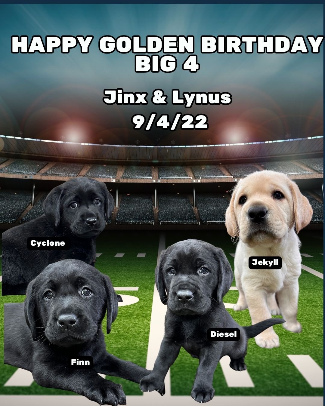 🏈💛 HAPPY GOLDEN BIRTHDAY TO THE BIG 4! 💛🏈

September 4 is extra special this year as Cyclone, Finn, Diesel &amp; Jekyll celebrate their 4th birthday on the 4th! 🎂🐾

Born September 4, 2022, to Jinx &amp; Lynus, these four beautiful puppies made 