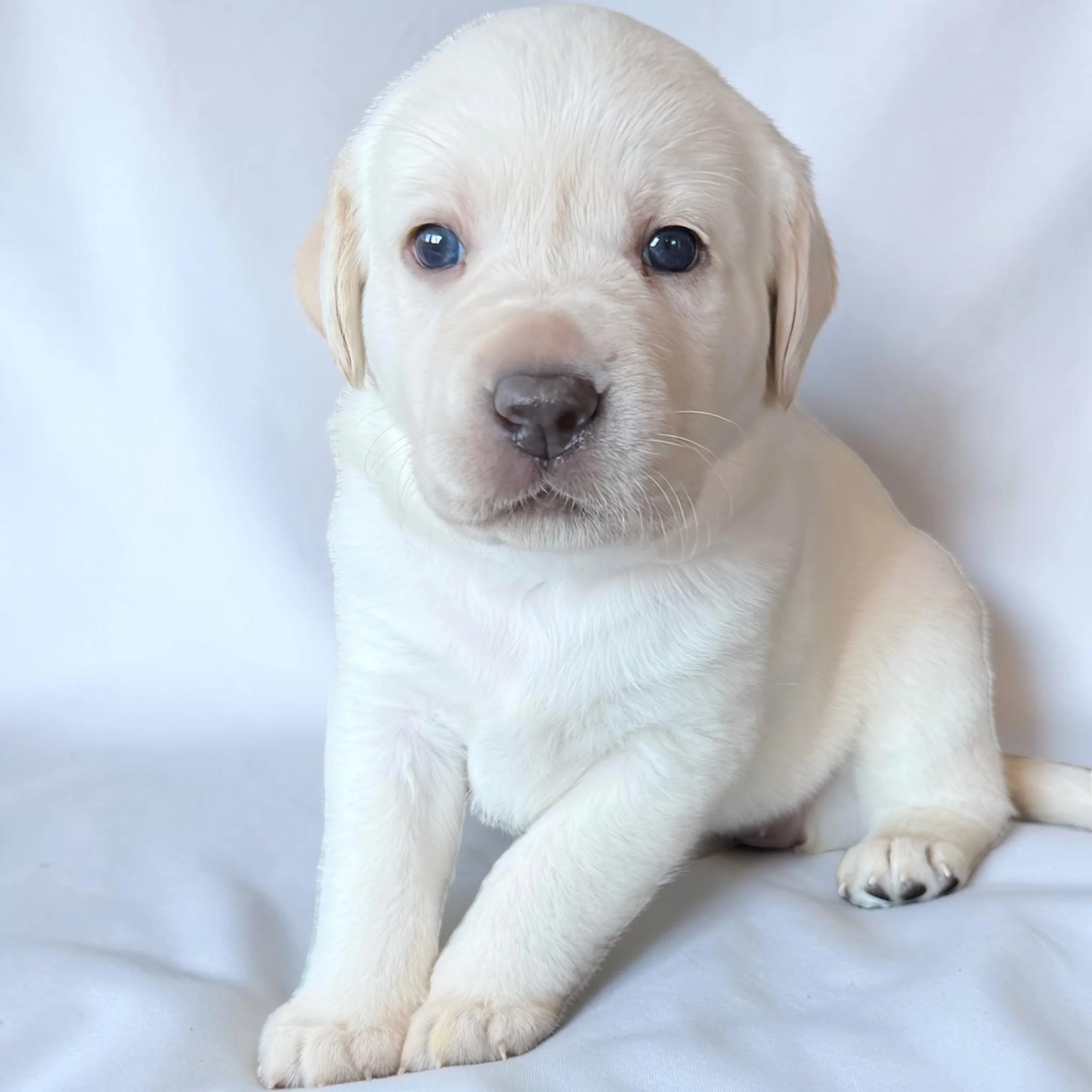 The Labor Behind the Litter: Raising a CaveInn Puppy 