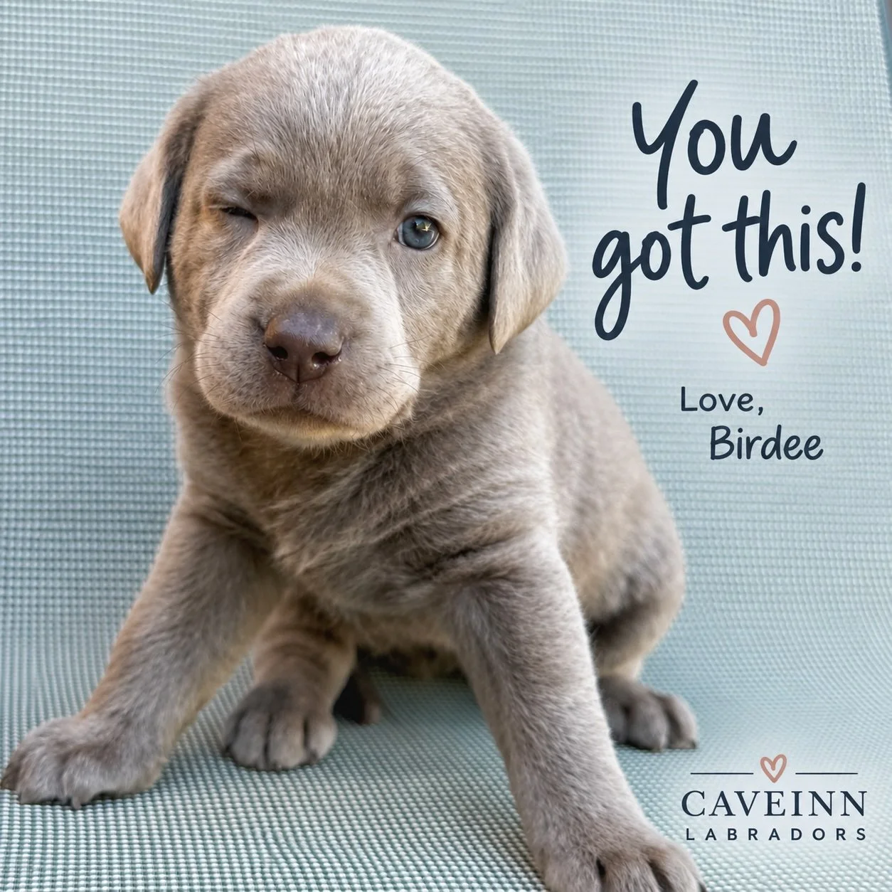A little Saturday encouragement from Birdee. 🩶🐾

Whatever is on your to-do list today, Birdee has just one thing to say&hellip;

&ldquo;You got this!&rdquo; 😉

And really, who could argue with that face?

#HopeFloats #Birdee #CaveInnLabradors #Sil