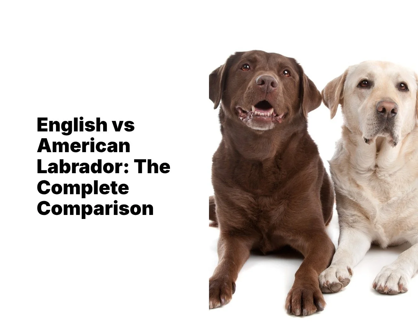 Understand the real differences in build, temperament, health, and family fit &mdash; so you choose the right Lab for your life.

If you have been researching Labrador Retrievers, you have probably come across the terms English Lab and American Lab. 