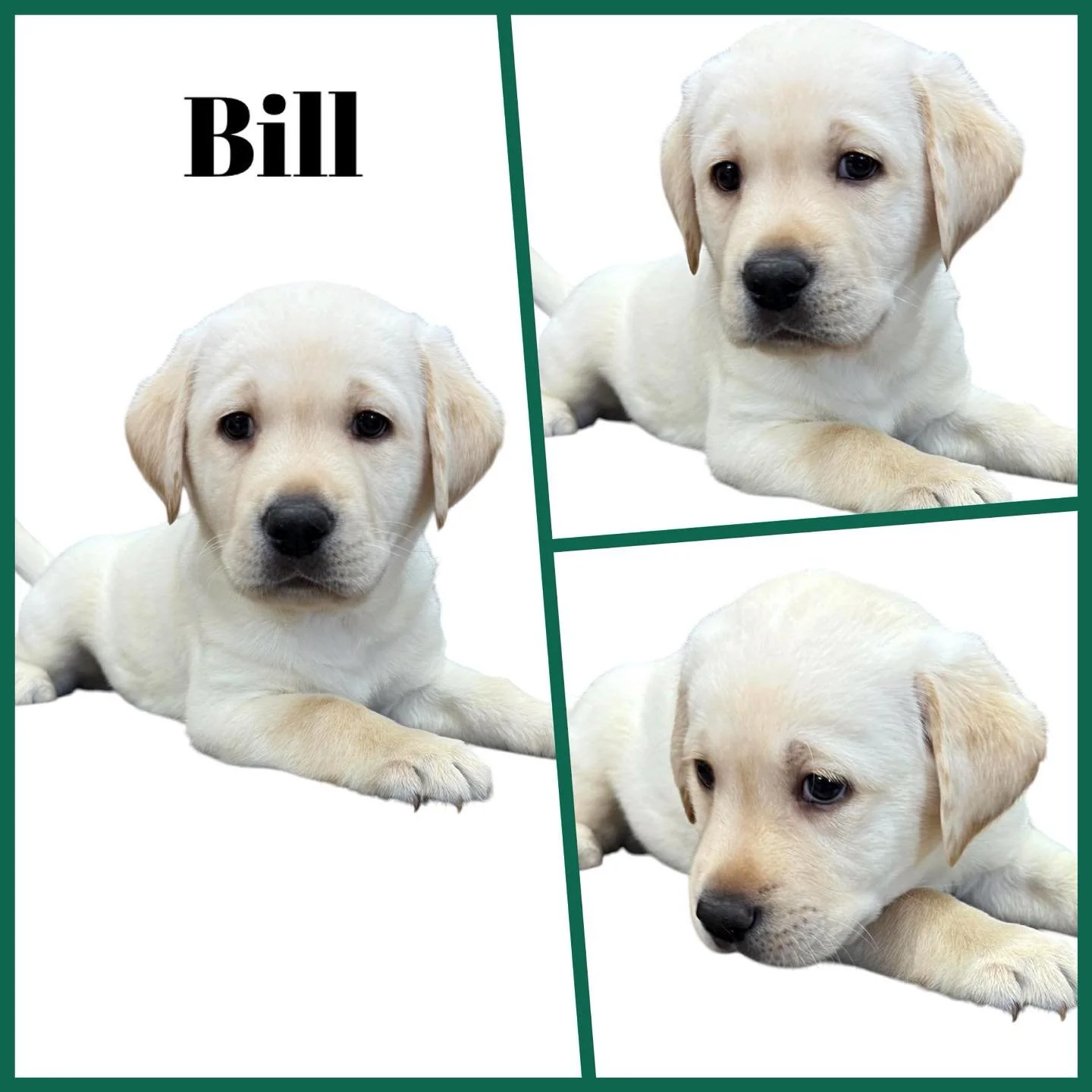 Six Weeks of Hope! 🐾💕
The #HopeFloats crew is officially six weeks old&mdash;and yesterday they all received a clean bill of health from Dr. Juhl! ❤️
Today it was time to celebrate with their six-week photo shoot. These little faces have changed so