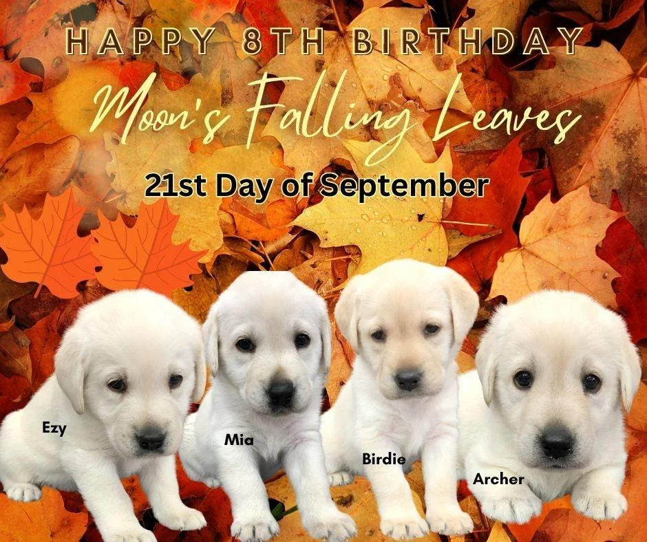 🍁 Happy 8th Birthday to Moon&rsquo;s Falling Leaves! 🍁

On September 21st, we&rsquo;re celebrating Ezy, Mia, Birdie &amp; Archer as they turn 8 years old! 🎂🐾

It seems like yesterday these four little bundles were surrounded by fall leaves at Cav