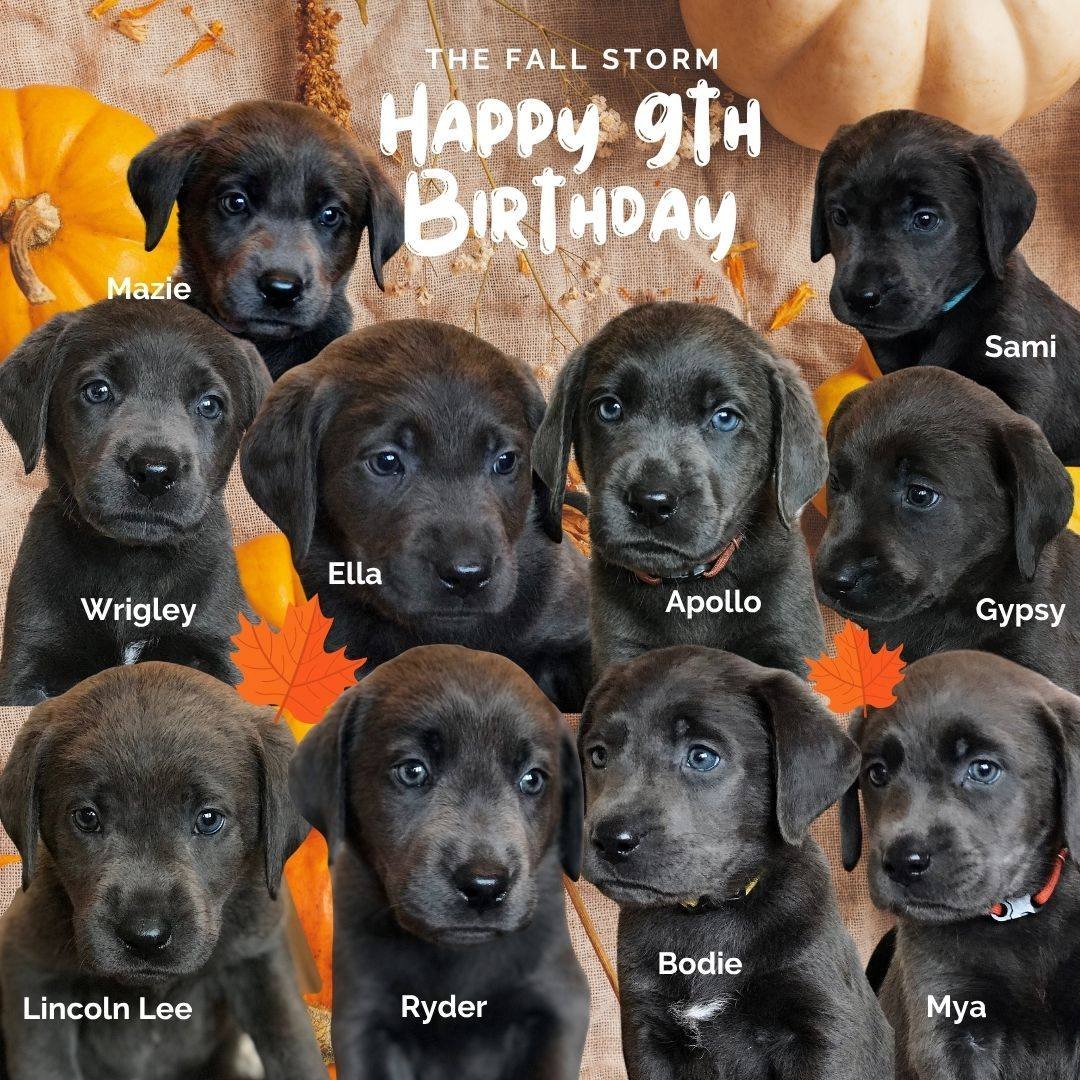 🍂 Happy 9th Birthday to our Fall Storm puppies! 🍂

Nine years ago on September 22, this beautiful bunch blew into our lives with The Fall Storm litter. Today we&rsquo;re celebrating Mazie, Sami, Wrigley, Ella, Apollo, Gypsy, Lincoln Lee, Ryder, Bod
