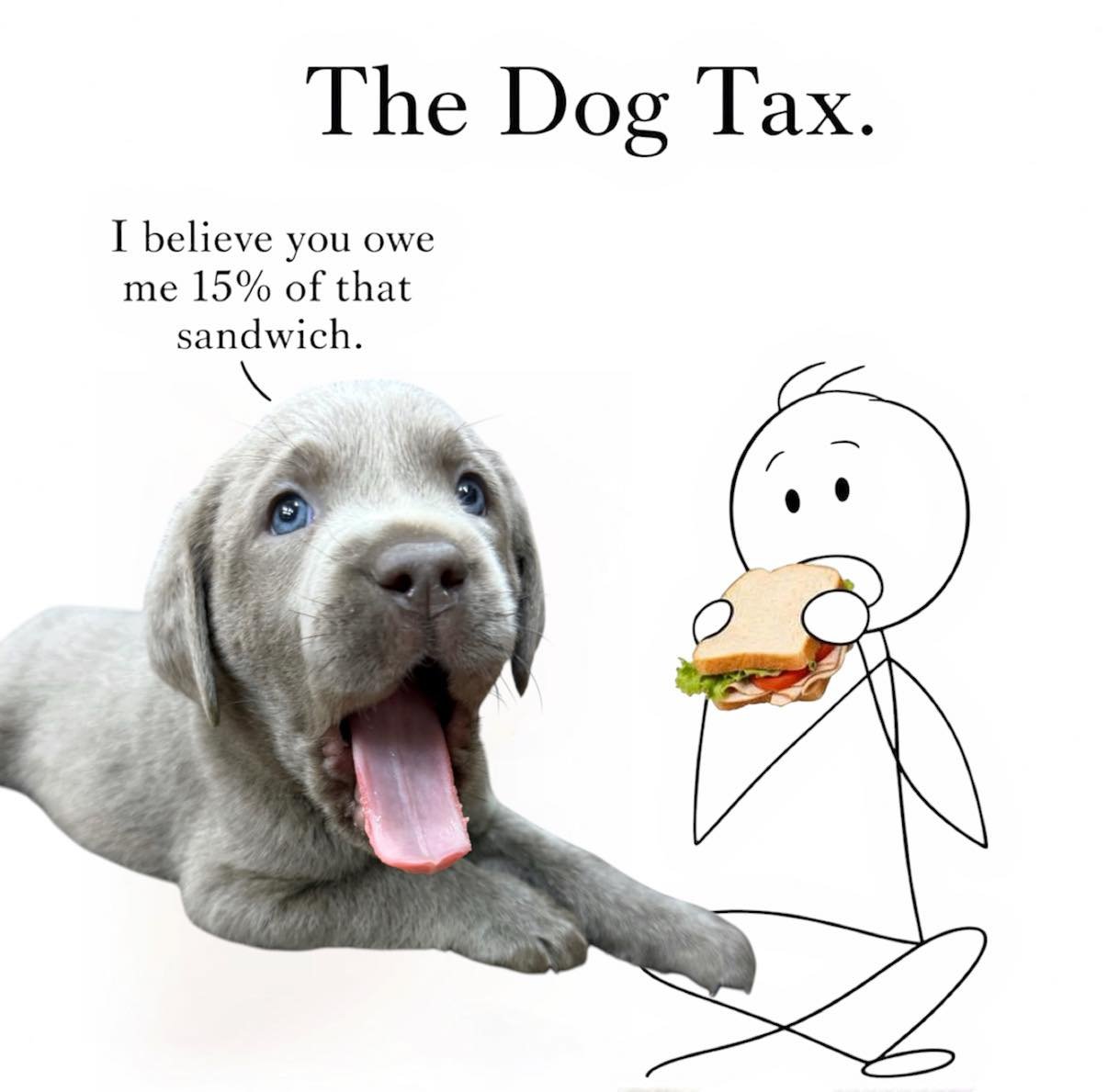 Apparently, the &ldquo;Dog Tax&rdquo; is now being strictly enforced at the CaveInn. 😂🐾
The rules are simple: If you eat in front of a Labrador, 15% of all sandwiches, snacks, cheese, and anything that smells remotely interesting is immediately sub