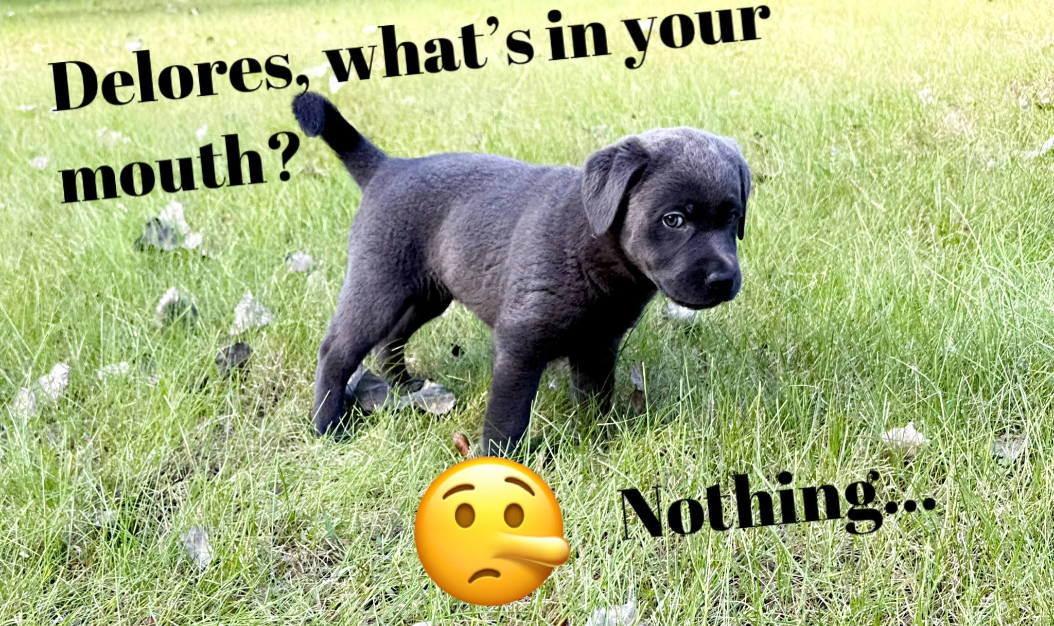 &ldquo;Nothing to see here&hellip; just a completely innocent Labrador conducting a routine lawn inspection.&rdquo; 😂🐾