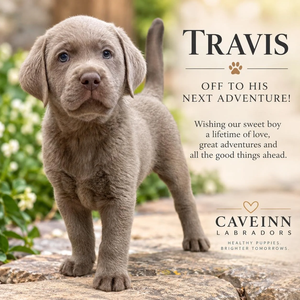 Farewell, sweet Travis. 🩶🐾
Hope Floats baby is ready to begin his next adventure! From the tiny silver boy we welcomed into our hands to the handsome little fellow he is today, Travis has been loved every step of the way.

Now it's time for his for