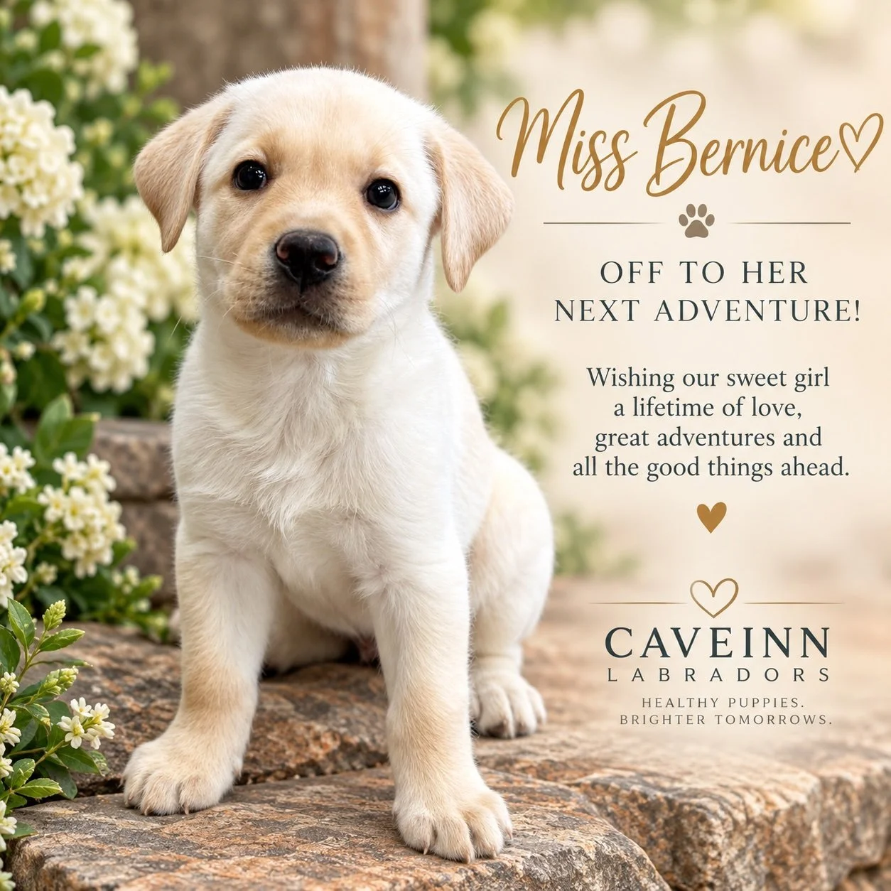 Farewell, sweet Miss Bernice! 🤍🐾

Another one of our Hope Floats babies is off to begin her next great adventure. From the moment she arrived, Bernice has been loved, cuddled and treasured&mdash;and now it&rsquo;s her family&rsquo;s turn.

Go fill 