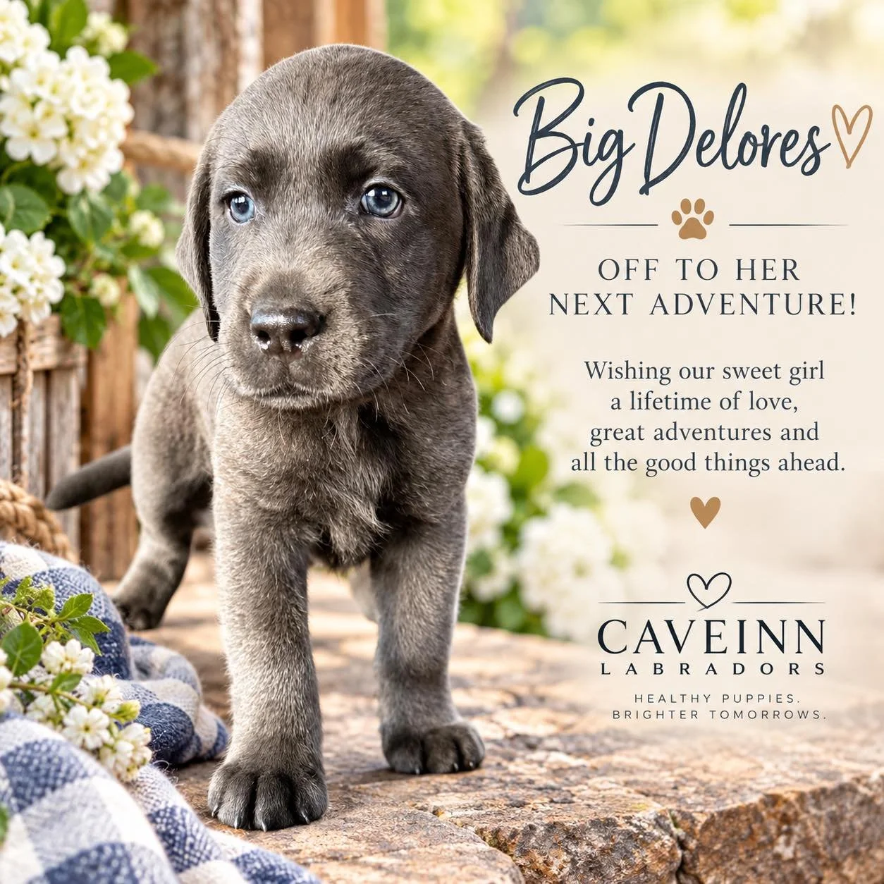 And then there was Big Delores &hellip; 🩶🐾
Our sweet Big Delores, the final Hope Floats puppy to choose her new home, is off to begin her next adventure. From our round little girl to the confident, curious sweetheart she has become, Delores has ce