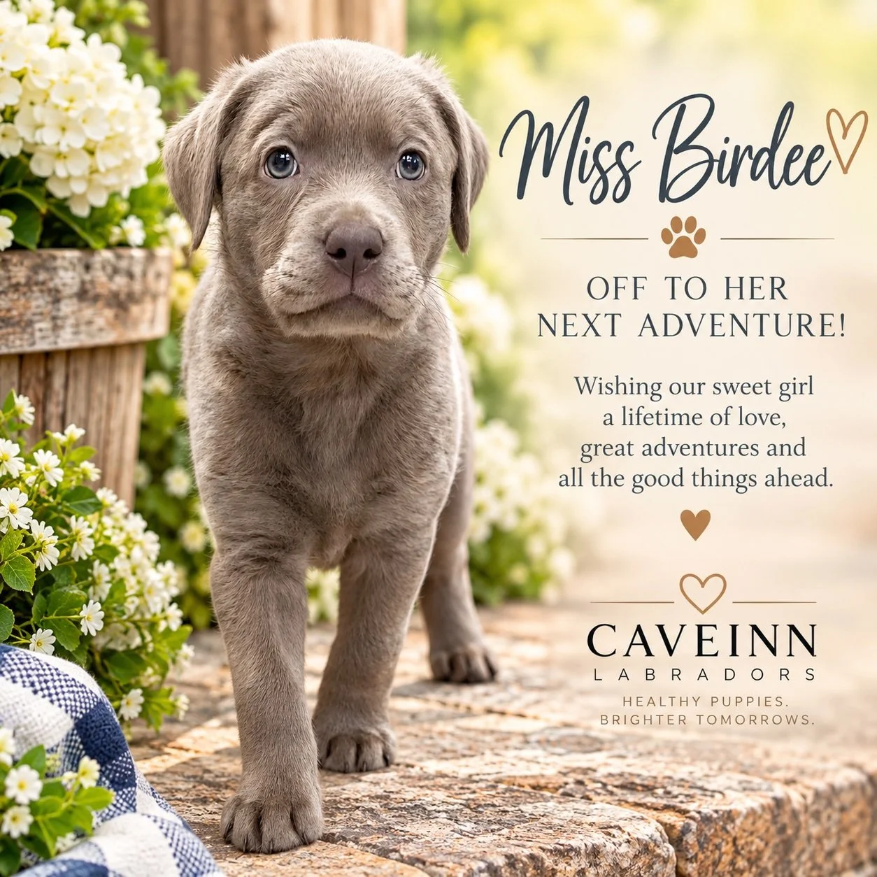 Bye, Bye, Birdee. 🩶🐾
Our beautiful little Hope Floats girl is off to begin her next adventure&mdash;and she has a new name to take with her: Willa. 💕
We&rsquo;ll miss that sweet face and confidence, but we know wonderful things are waiting for her
