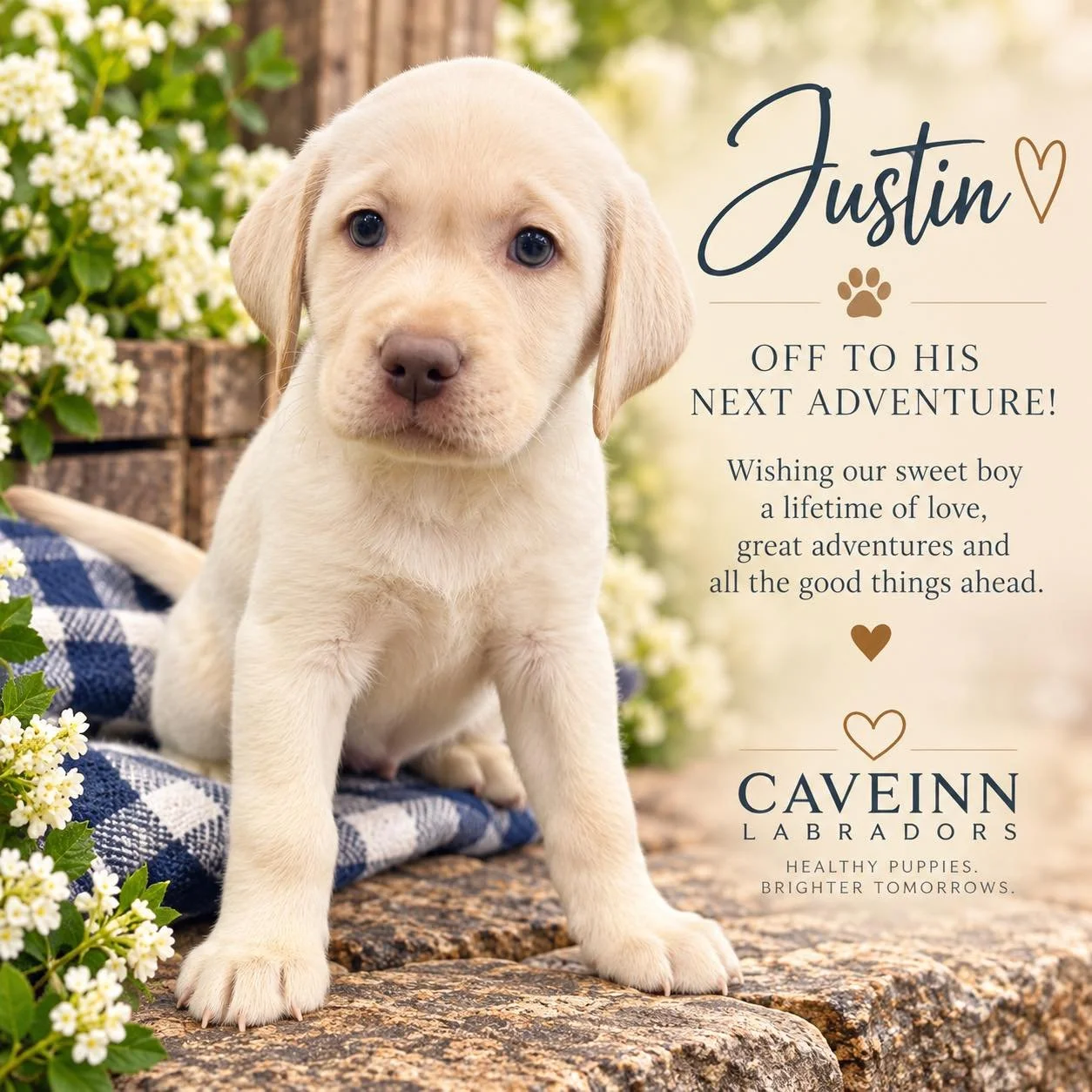 💙 Farewell, sweet Justin&hellip; hello, Winston! 💙
Our handsome boy is off to begin his next adventure with his new family&mdash;and a wonderful new name to go with it! Wishing Winston a lifetime of love, happy tail wags, and plenty of Labrador adv