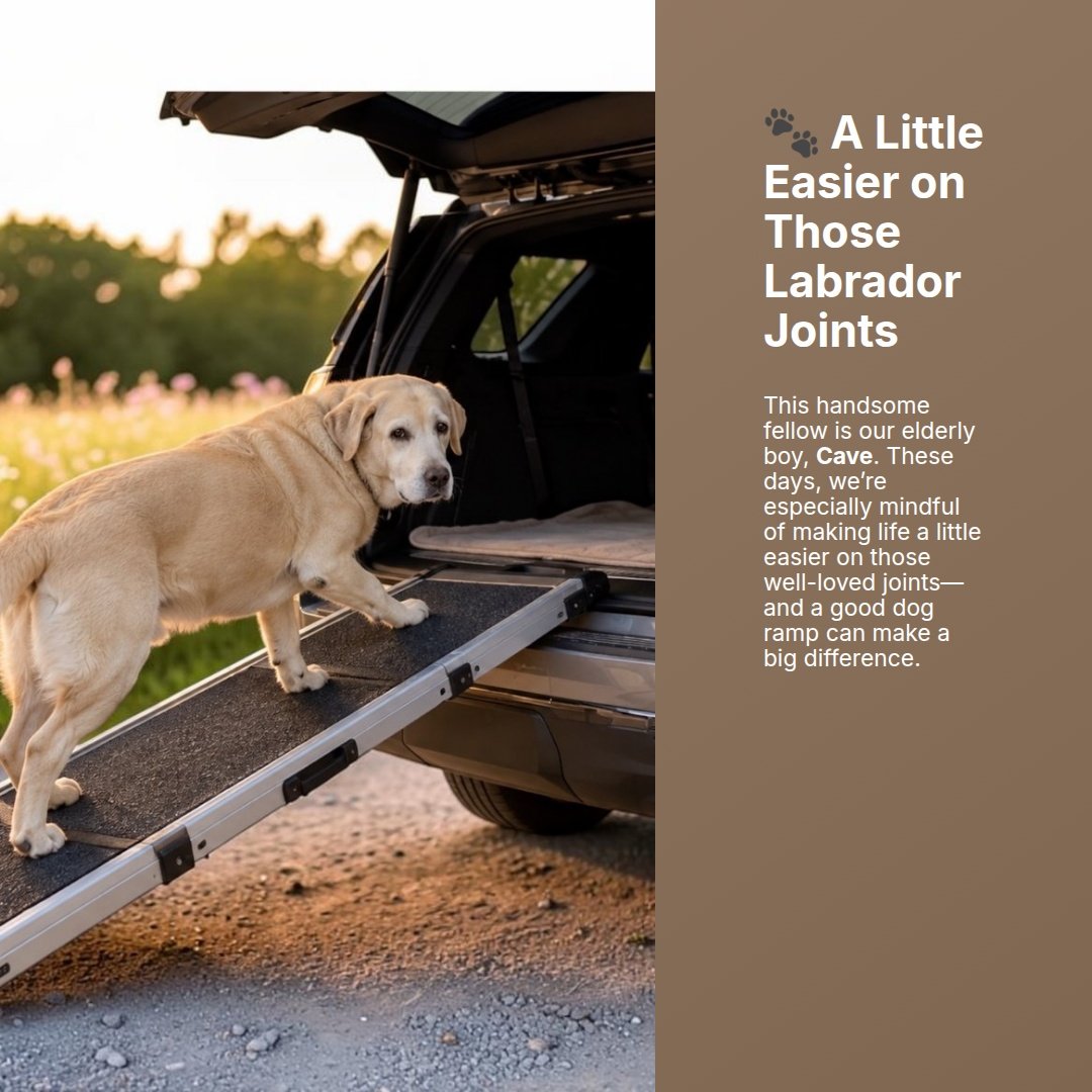 But ramps aren&rsquo;t just for senior dogs!
We encourage puppy parents to introduce a ramp while their Labrador is young, healthy and confident. Start with it flat on the ground, add plenty of treats and praise, and gradually introduce an incline. T