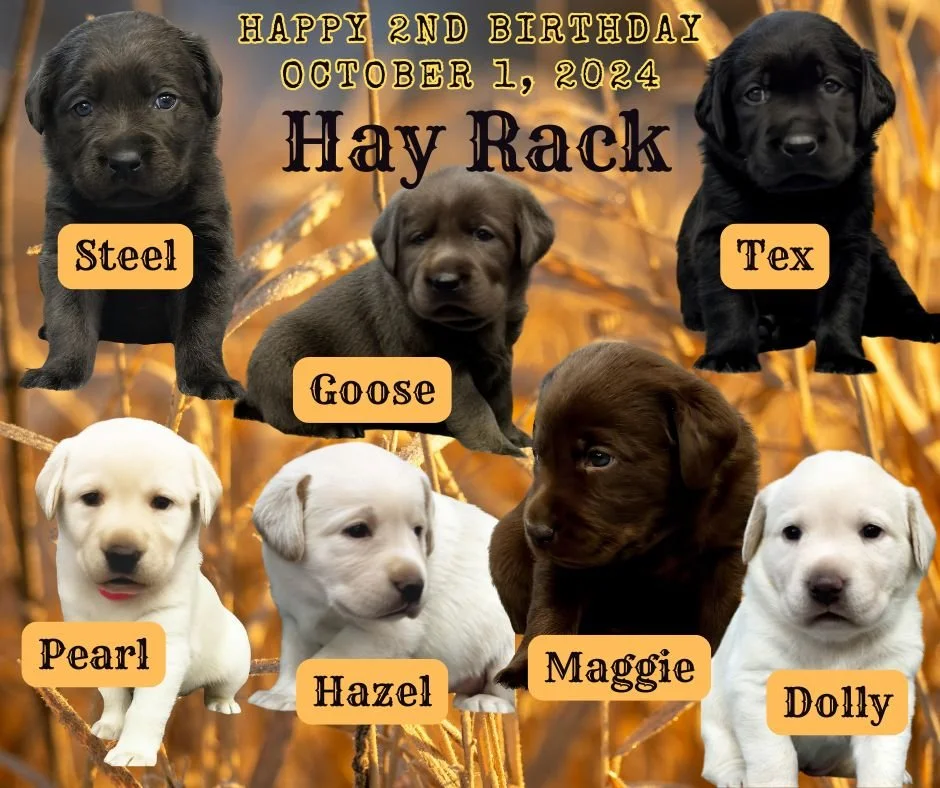🎂🐾 Happy Birthday to the Hay Rack Litter! 🐾🎂
October 1 is a special day at CaveInn Labradors! Today we&rsquo;re celebrating AB &amp; Cave&rsquo;s Hay Rack puppies &mdash; Steel, Tex, Goose, Pearl, Hazel, Maggie &amp; Dolly! ❤️
It hardly seems pos