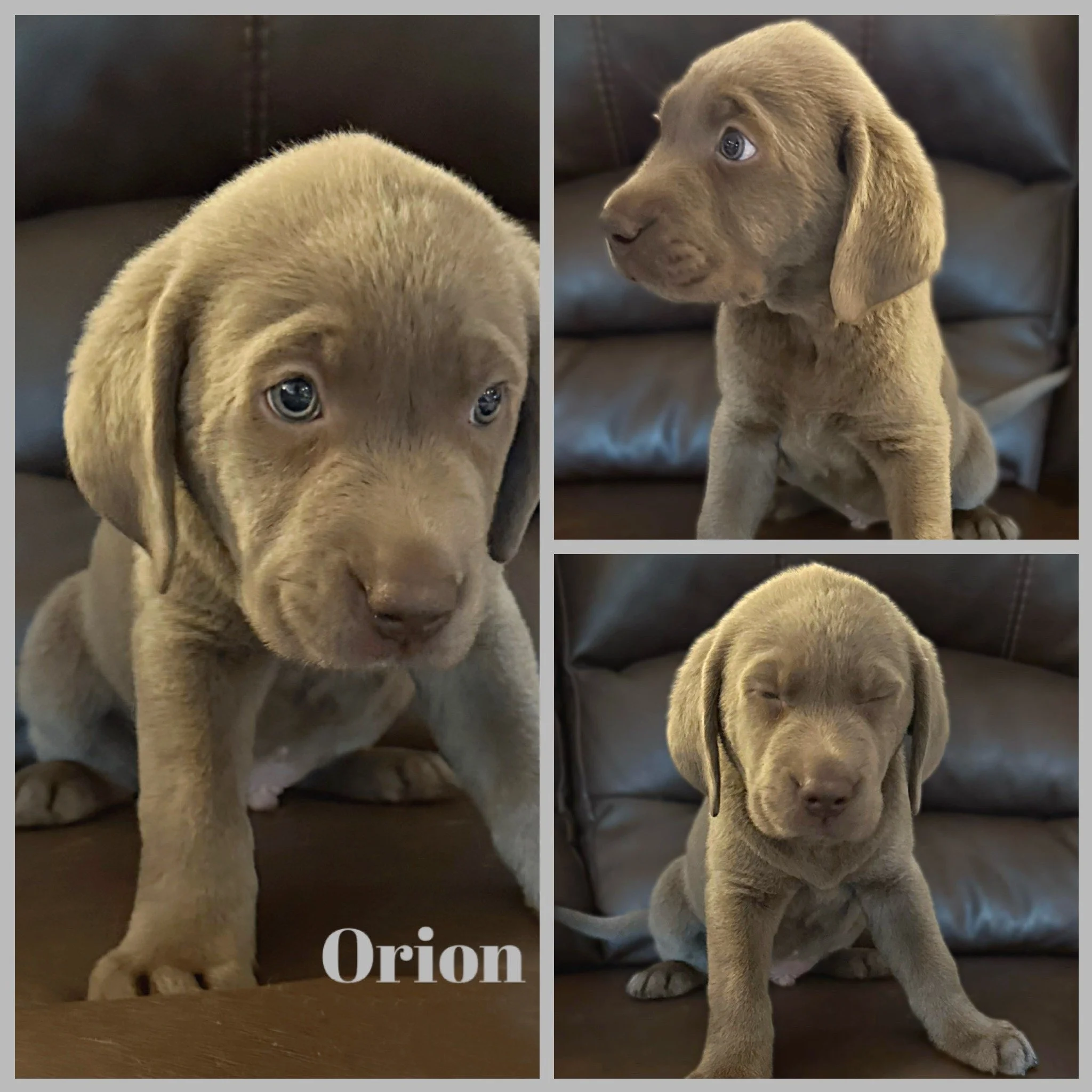 ✨ Seven Weeks Under the #AugustNightSky ✨

How did we get here so quickly? Sage &amp; George&rsquo;s little constellation is 7 weeks old, and these five stars are almost ready to shine in skies of their own. 🌙⭐
Nova, Draco, Atlas, Sirius &amp; Orion