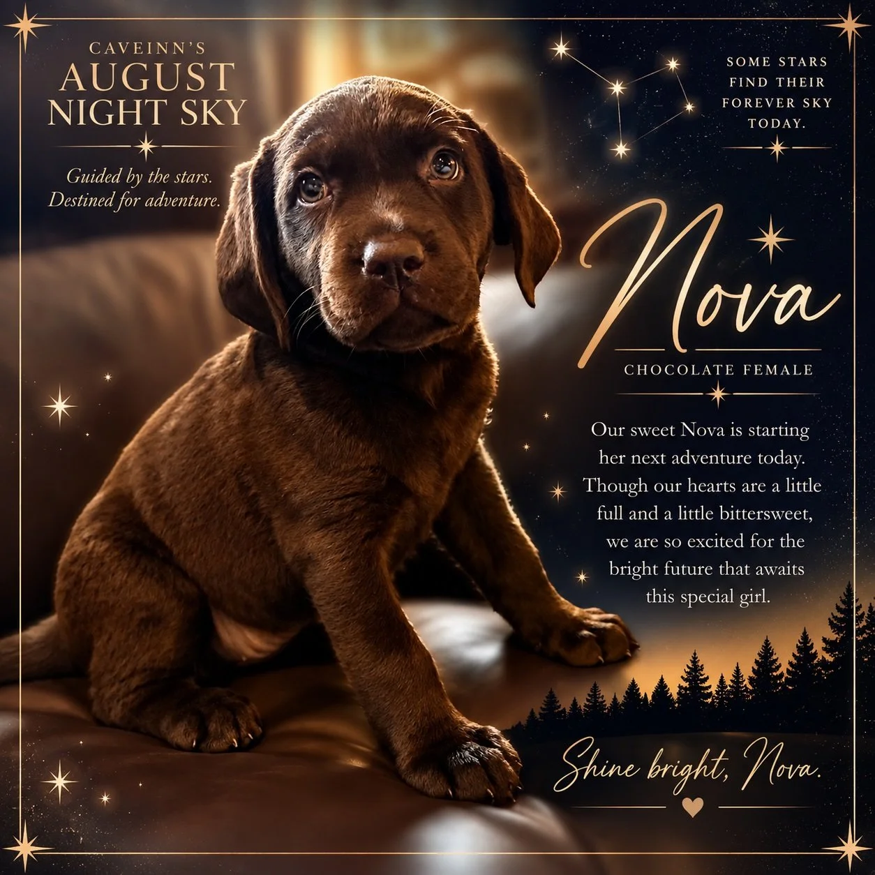 Shine bright Miss Nova. The #CaveInn will miss you! #AugustNightSky #ChocolateLabradorPuppy