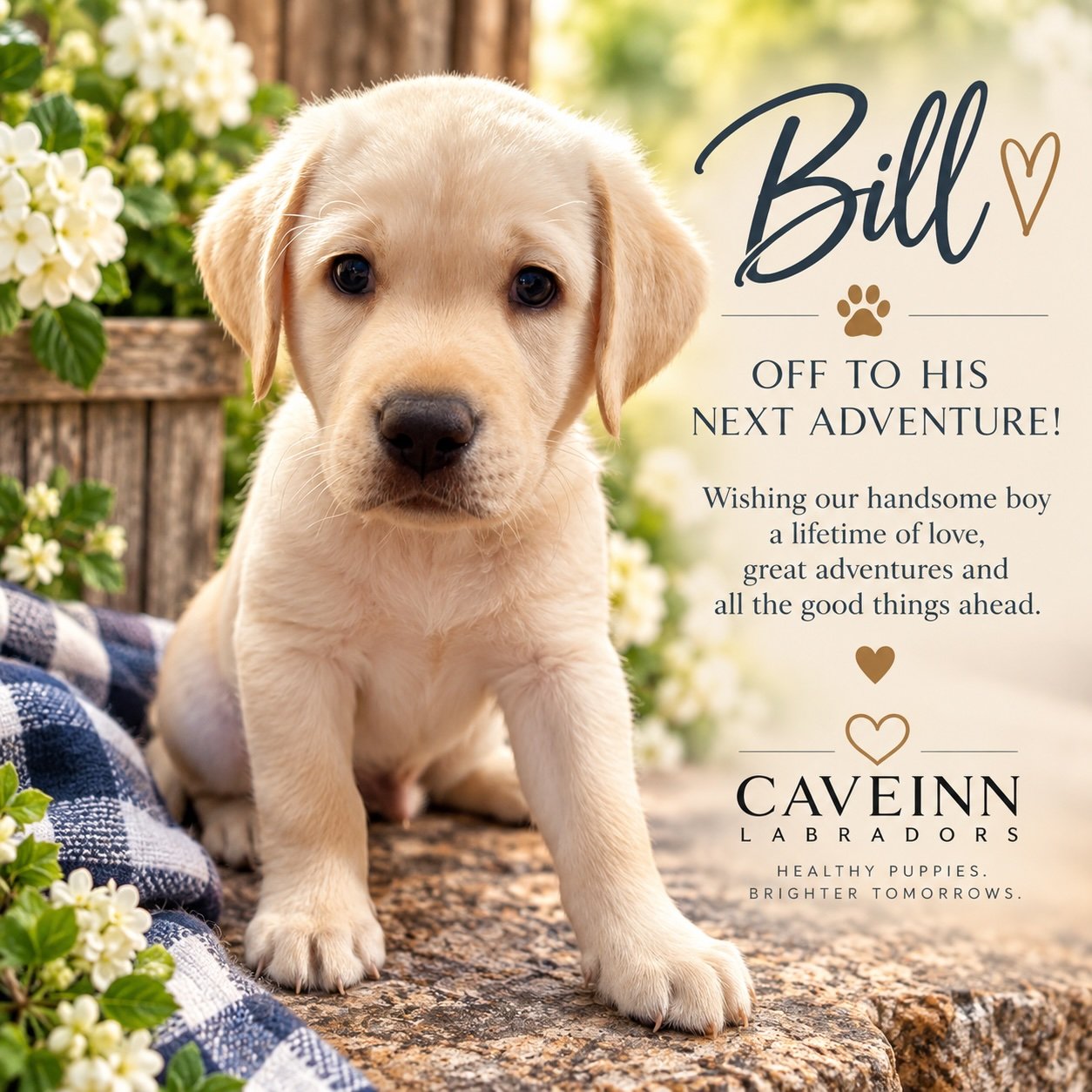 💙 And then there was one last goodbye&hellip;
Sweet Bill is the final puppy from Sam &amp; Rueben&rsquo;s Hope Floats litter to make his journey home. With his departure, another wonderful chapter in the CaveInn nursery comes to a close.

It&rsquo;s