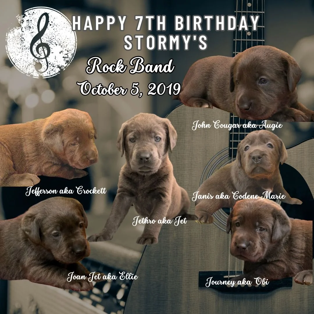 🎸🐾 Happy 7th Birthday to Stormy&rsquo;s Rock Band! 🎂
Seven years ago on October 5, this little band of rock stars arrived&mdash;and what fun we had with this theme! From John Cougar and Jefferson to Janis, Jethro, Joan Jett and Journey, the playli