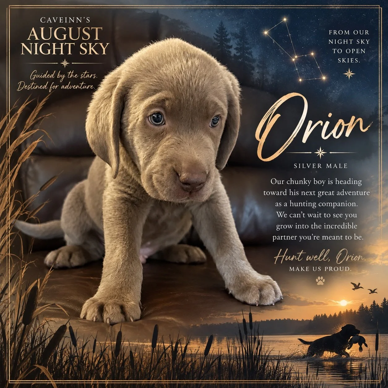 🌟 Farewell, Orion! 🌟

This chunky silver boy is leaving our #AugustNightSky and heading toward a very exciting future! Orion has plenty of Labrador packed into those big paws, and we can&rsquo;t wait to hear about the adventures ahead as he grows i