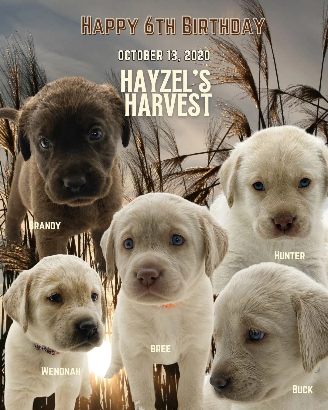 🌾🐾 Happy 6th Birthday to Hayzel&rsquo;s Harvest! 🎂
Celebrating Brandy, Hunter, Wenonah, Bree &amp; Buck, born October 13, 2020. Six years ago these beautiful little harvest babies arrived, and today we hope they&rsquo;re enjoying all the things a 