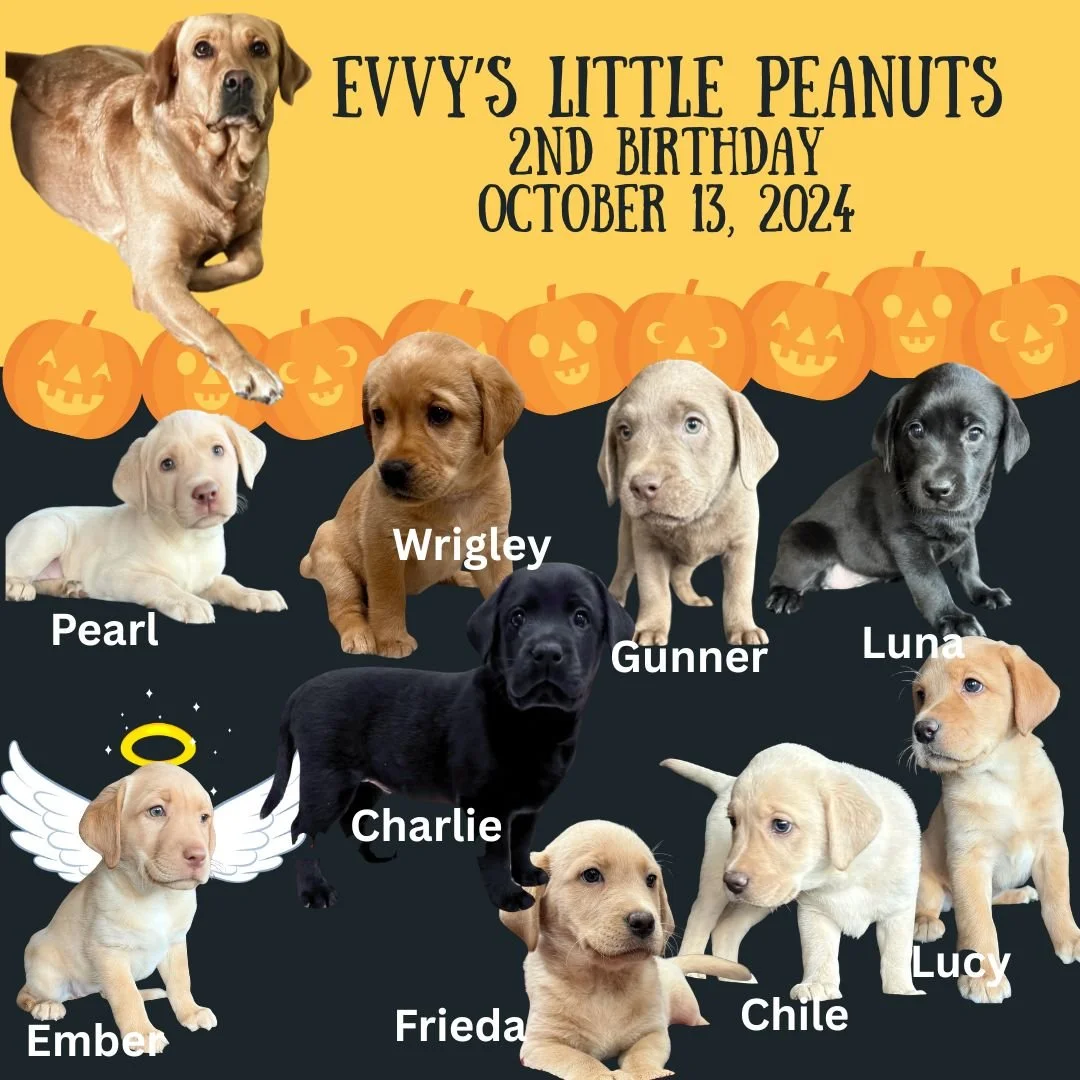 🎃🐾 Happy 2nd Birthday to Evvy&rsquo;s Little Peanuts! 🎂

On October 13, 2024, Pearl, Wrigley, Gunner, Luna, Charlie, Frieda, Chile, Lucy &amp; Ember joined our CaveInn family. It&rsquo;s hard to believe these little peanuts are already two! ❤️
Thi