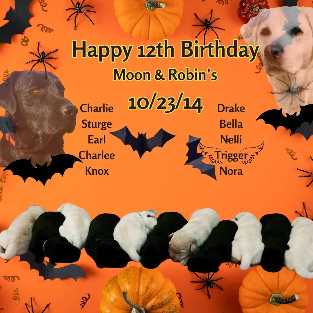 🎂🐾 Happy 12th Birthday to Moon &amp; Robin&rsquo;s beautiful crew! ❤️
Today we celebrate Charlie, Sturge, Earl, Charlee, Knox, Drake, Bella, Nelli and Nora as they turn 12 years old! What a gift it is to know these beautiful CaveInn kids have reach
