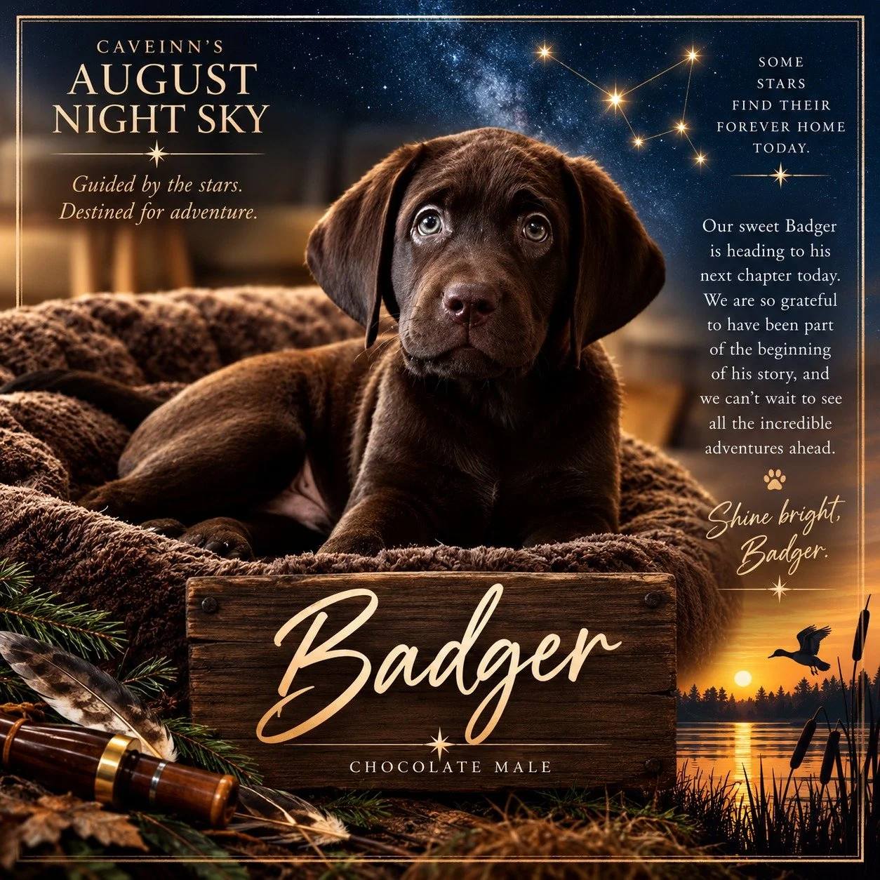 Our little star Draco is growing into one handsome Badger! ✨Happy Tails  big boy. Badger joins his 10 year old brother (Tula boy) Bronson! #CaveInn #AugustNightSky