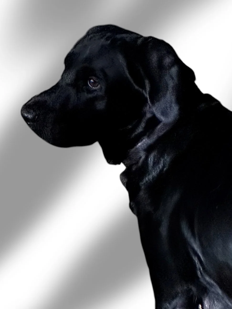 AB Black English Female Labrador produces English Lab puppies of all colors.