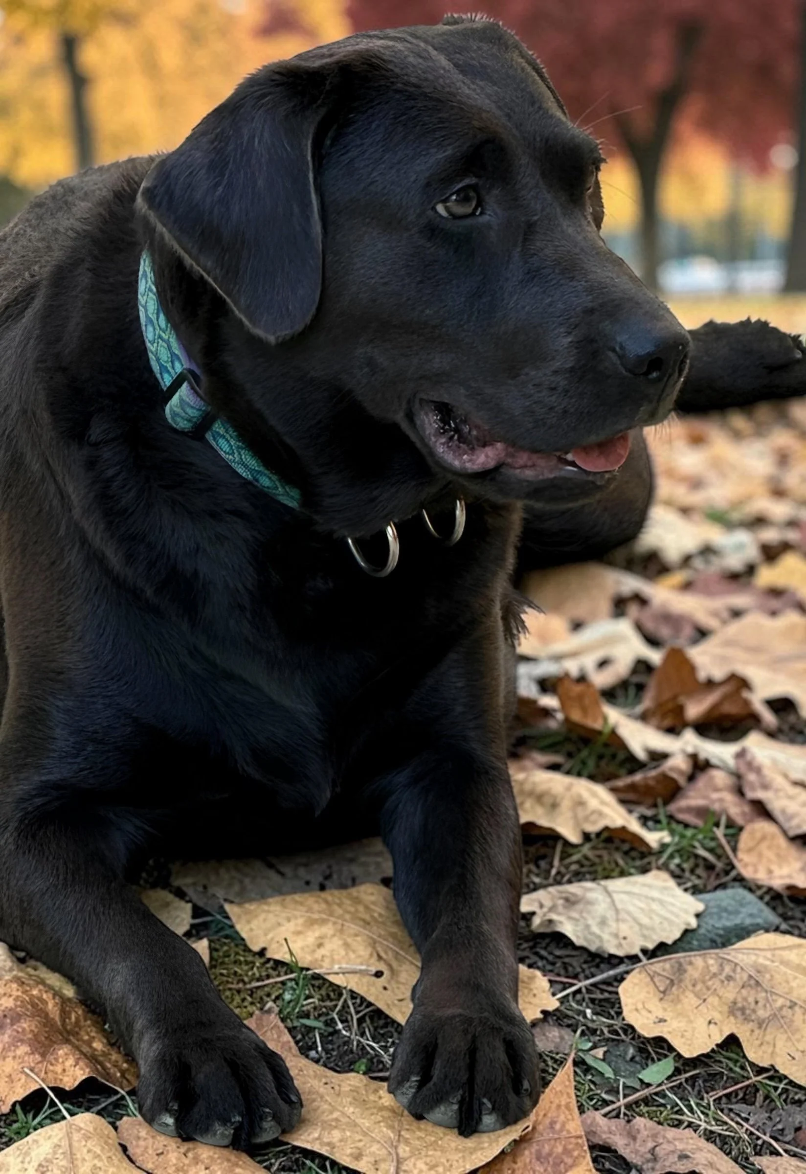 Photo of a happy black Labrador Retriever puppy sitting on a plain background.