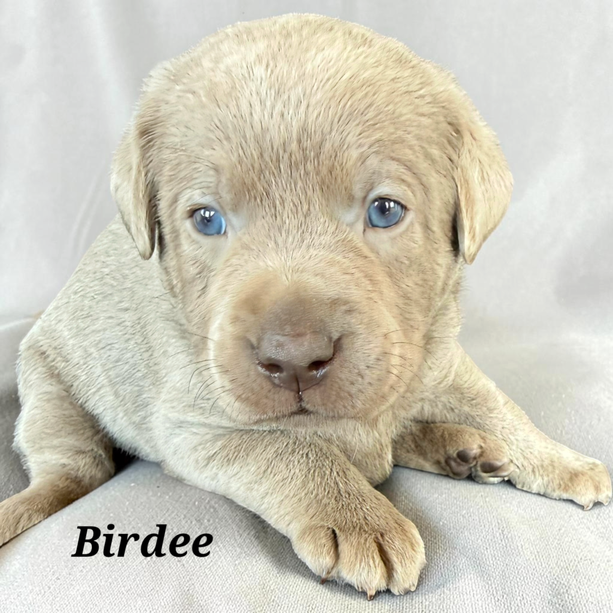 Birdee 4 weeks old