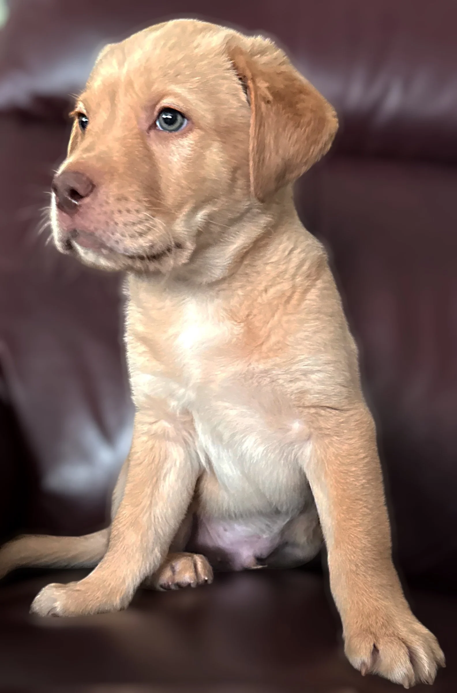 A tan puppy with blue eyes sitting on a dark leather couch.