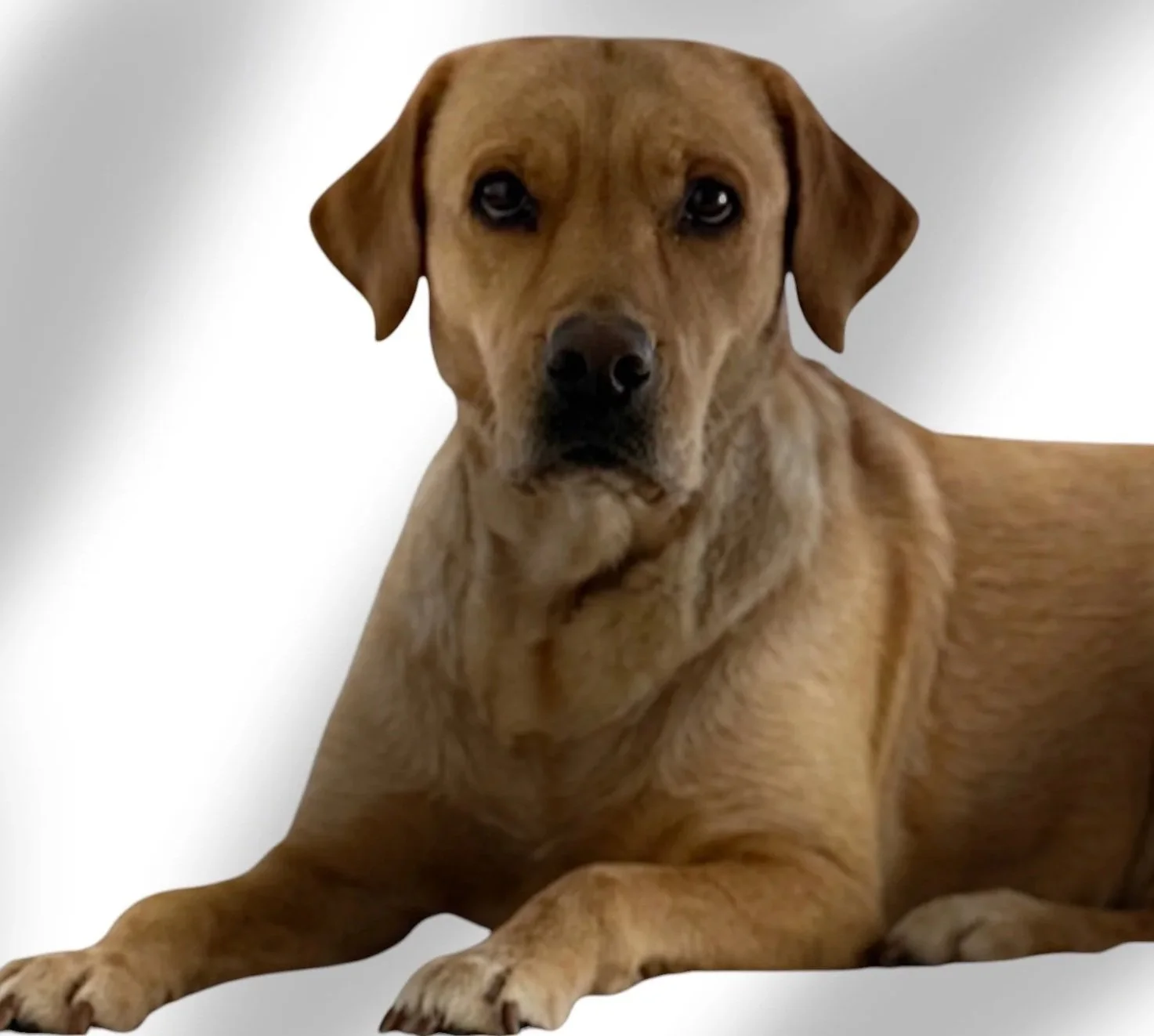 Evvy Red English Labrador produces all English Lab colors.