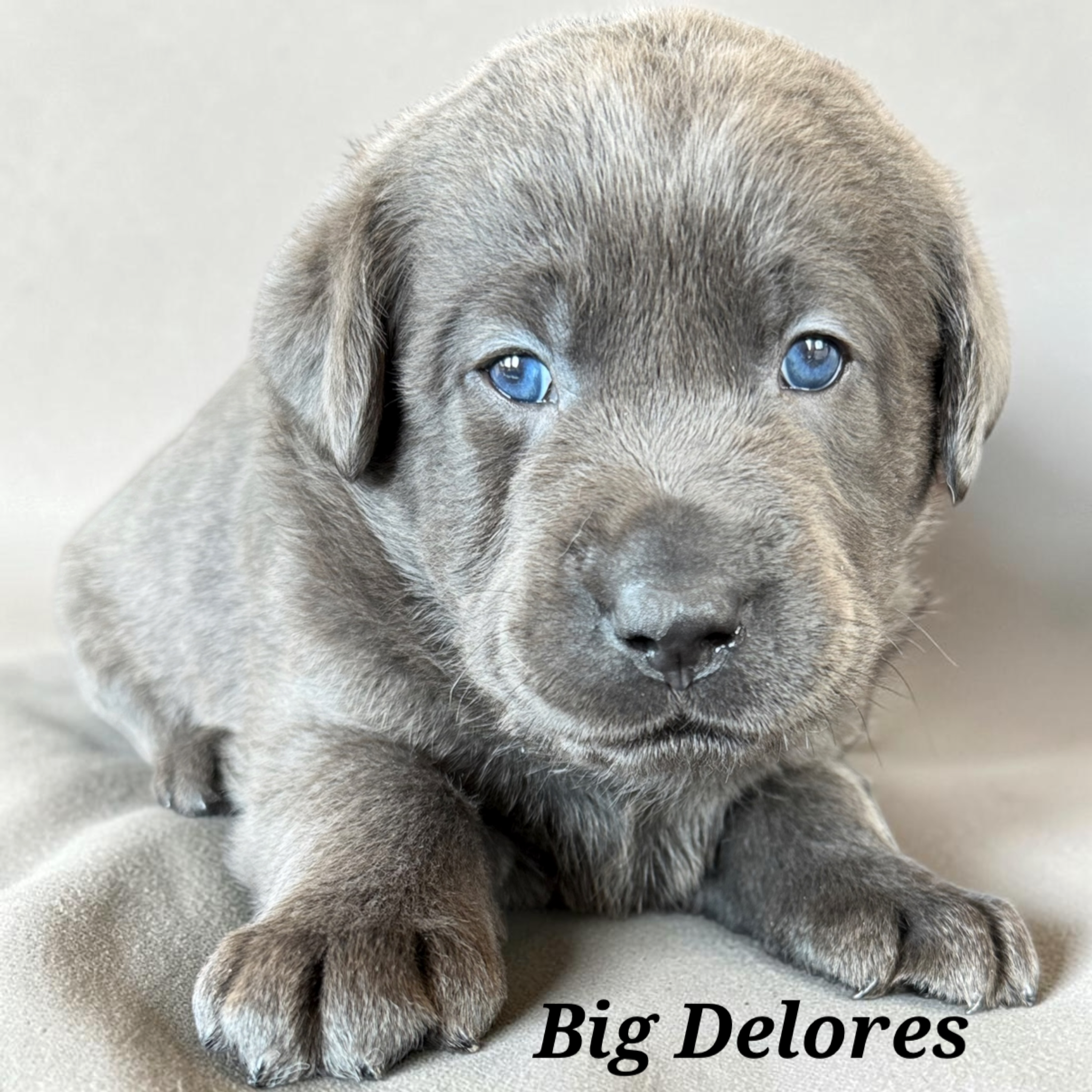 Bog Delores 4 weeks old