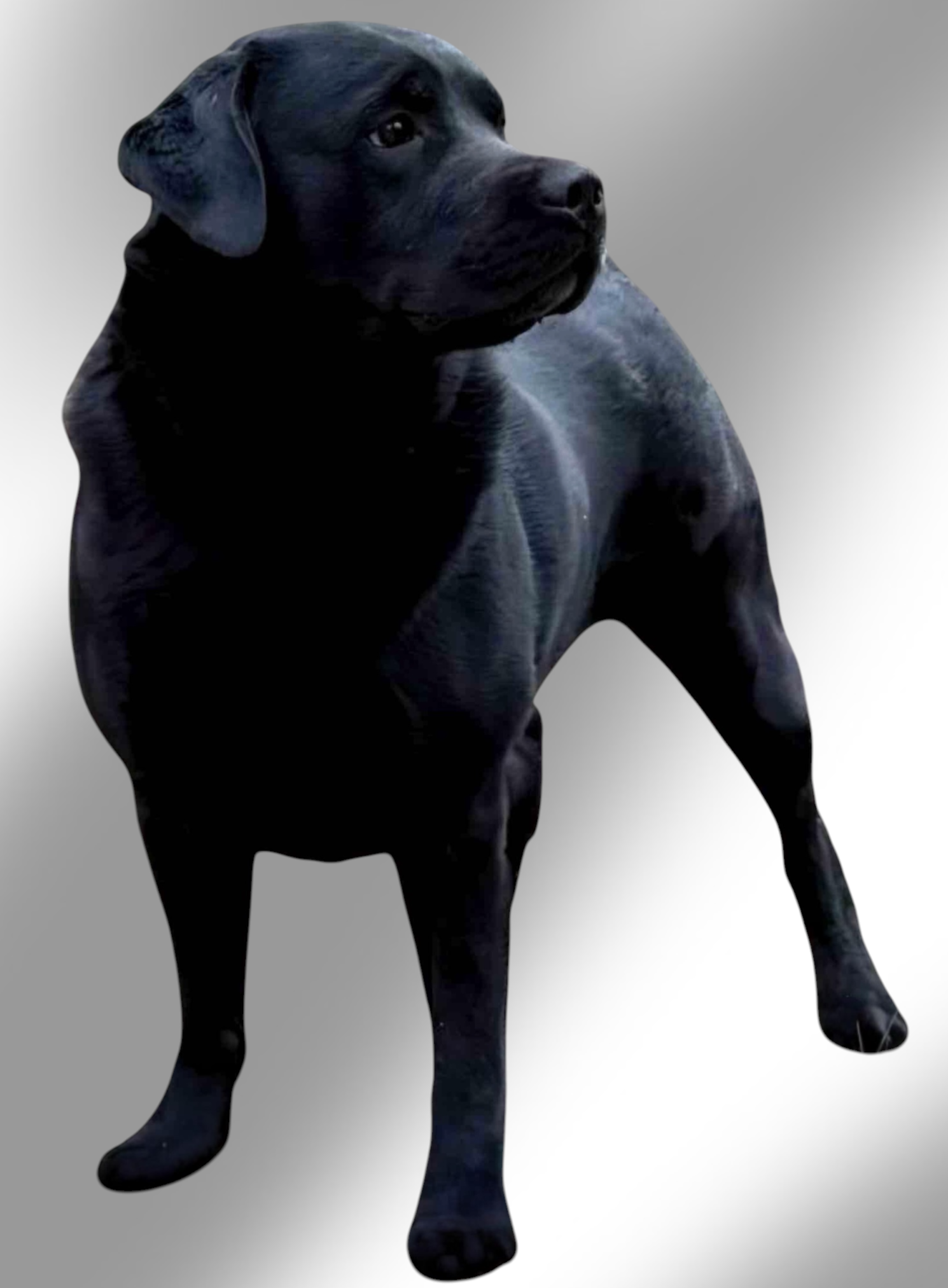 Rueben produces English Labrador Puppies