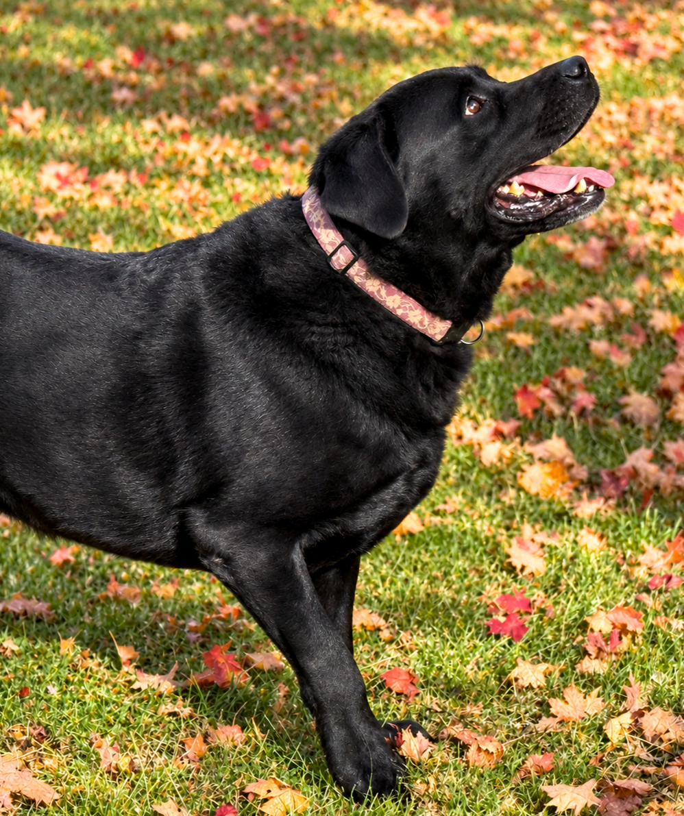 Rueben produces English Labrador Puppies