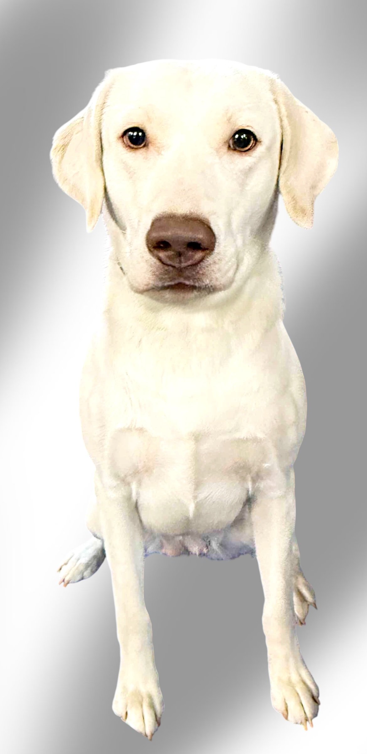 Close-up of a yellow Labrador Retriever puppy with a gray background.