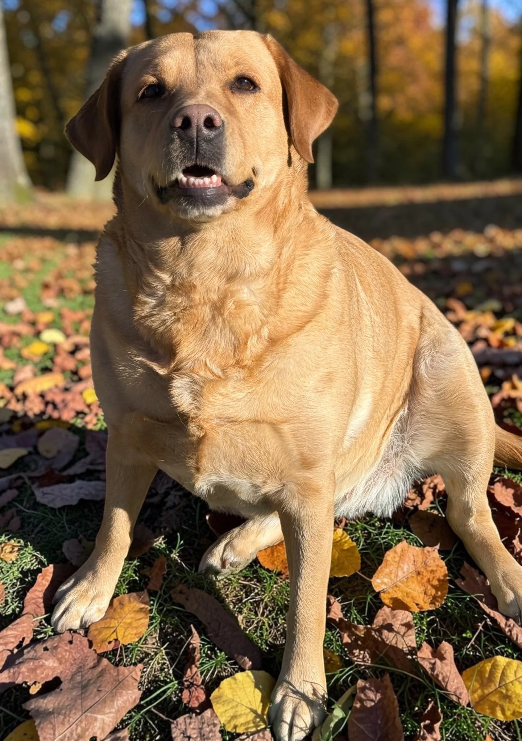 Evvy Red English Labrador produces all English Lab colors.