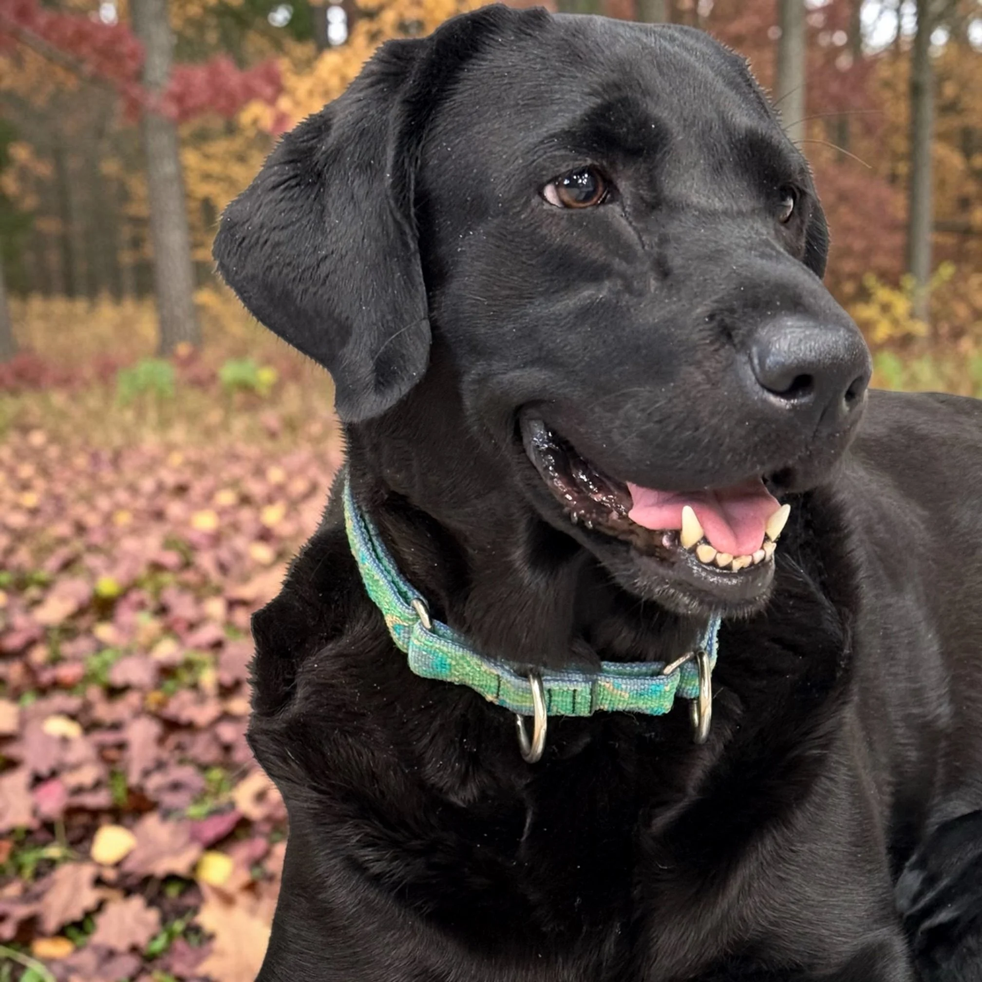 AB Black English Female Labrador produces English Lab puppies of all colors.