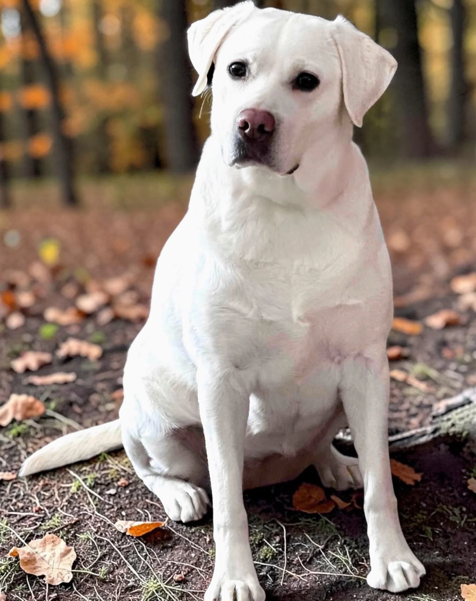 White English Labrador Retriever expecting all English Lab puppies with dark eyes, black nose