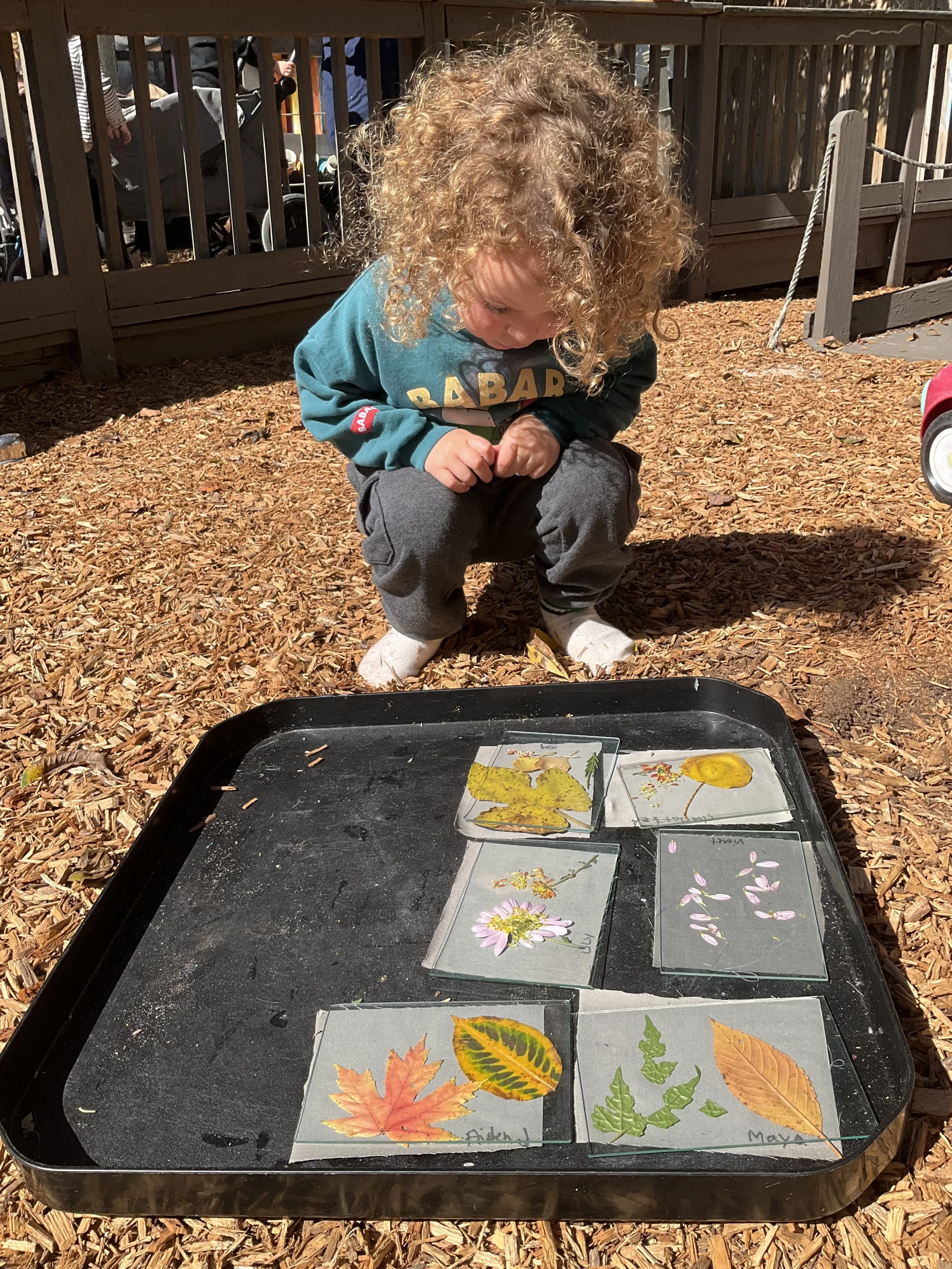 Nature Cyanotypes with Kitah Bet-2