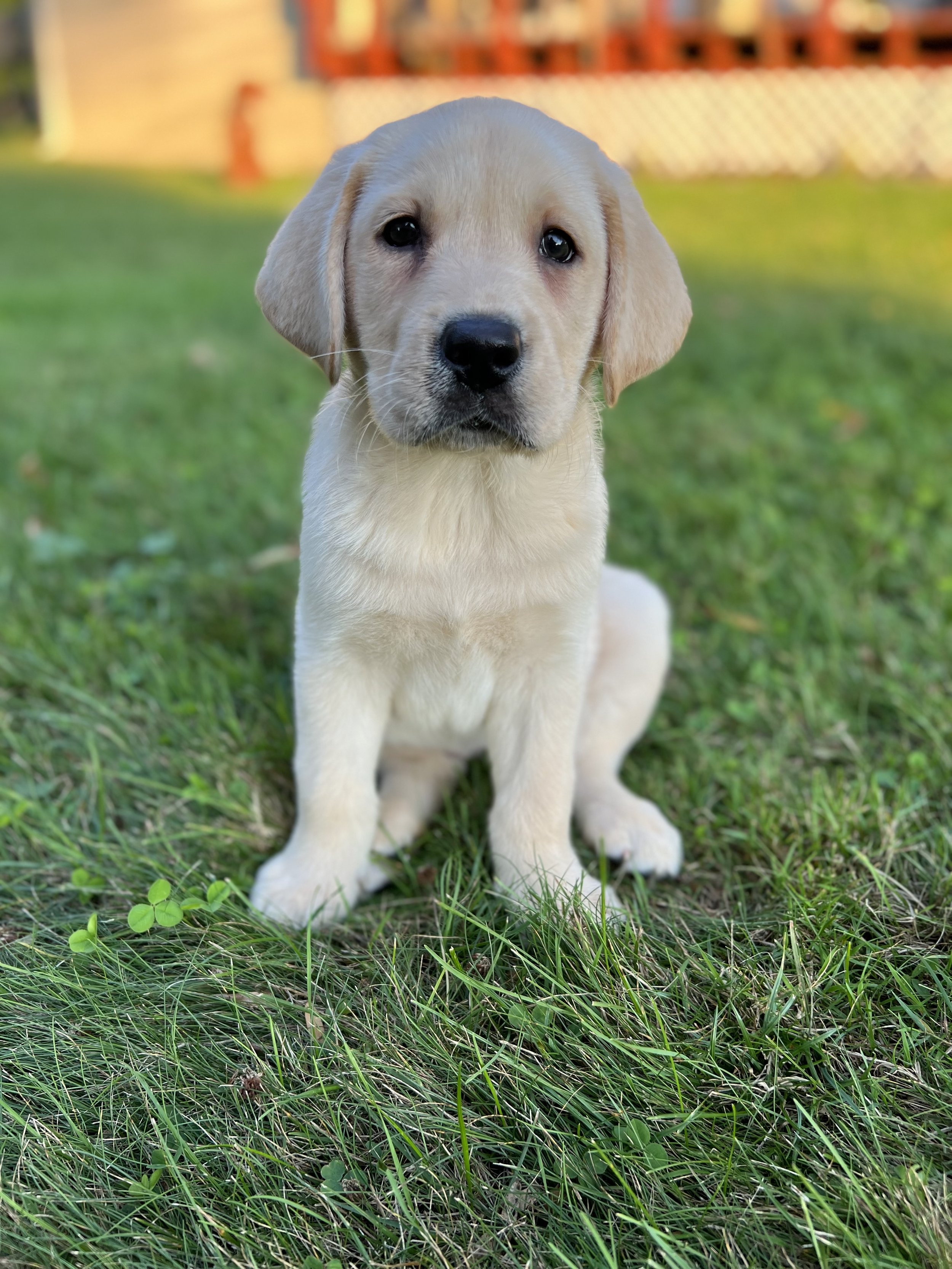 she likes preparing for a new puppy