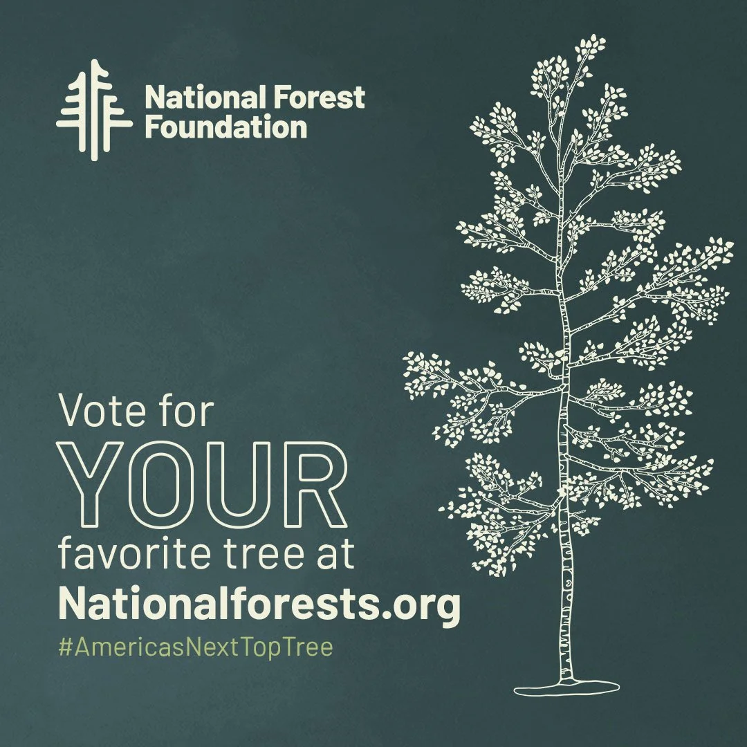 NFF_TreeVoteAsset1_1x1_v1.jpg