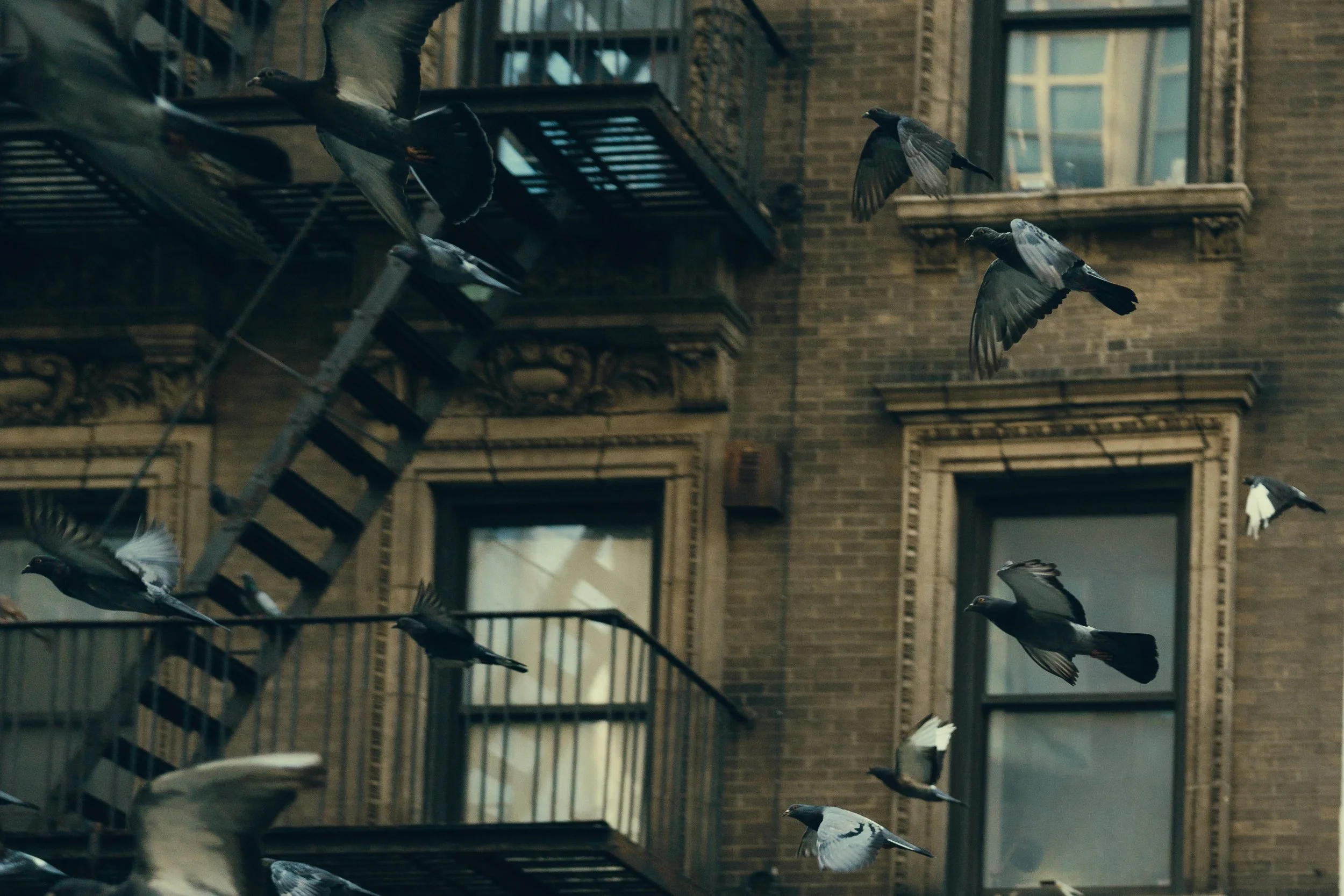 A flock of pigeons flying in front of a brick building with fire escapes and large windows.