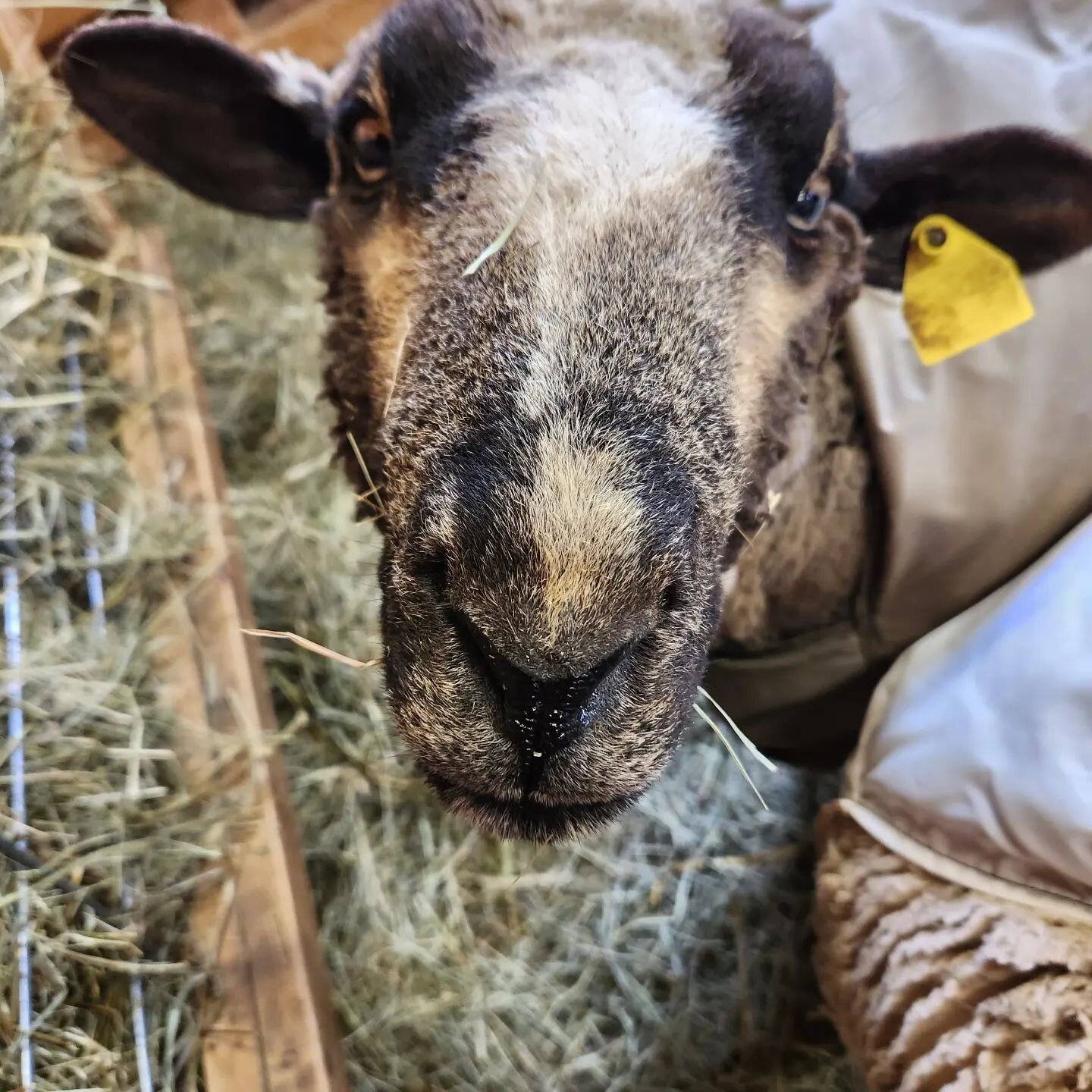 Life coach? Meditation? My cranky girl Willow has turned over a new leaf. Chummy with her flock, stood quietly while I changed her coat, came over for a muzzle rub. It may not last, but either way we love her.😉🥰💕
#channelingmothertheresa
#sweetshe