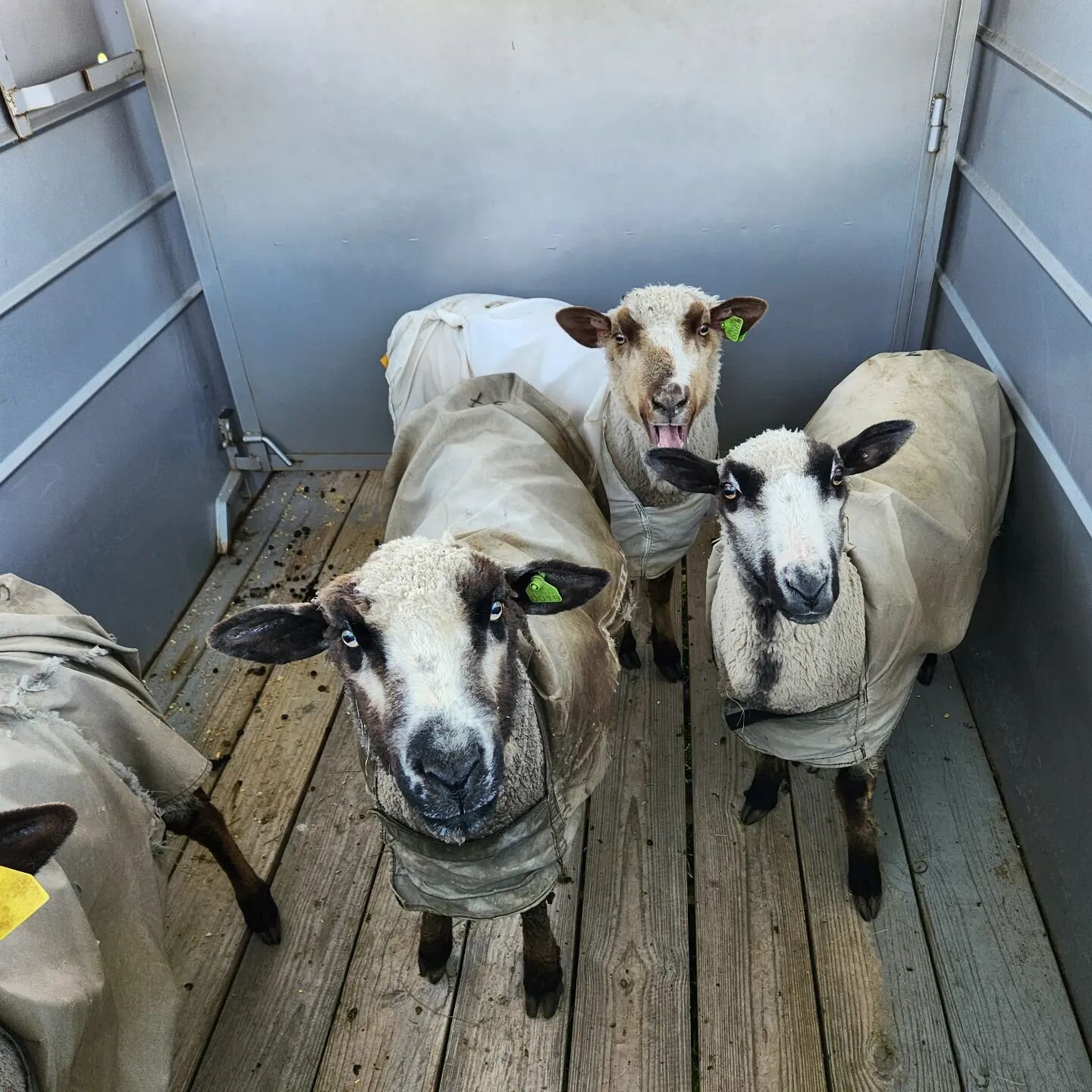 Ovine Uber😄 We transported the gang from our barn area to fresh spring pastures. Our first pickup ready to go...Jolie complaining because, well, she's Jolie🥰💕
#freshsweetgrass
#aintgotnobordercollies
#springmigration