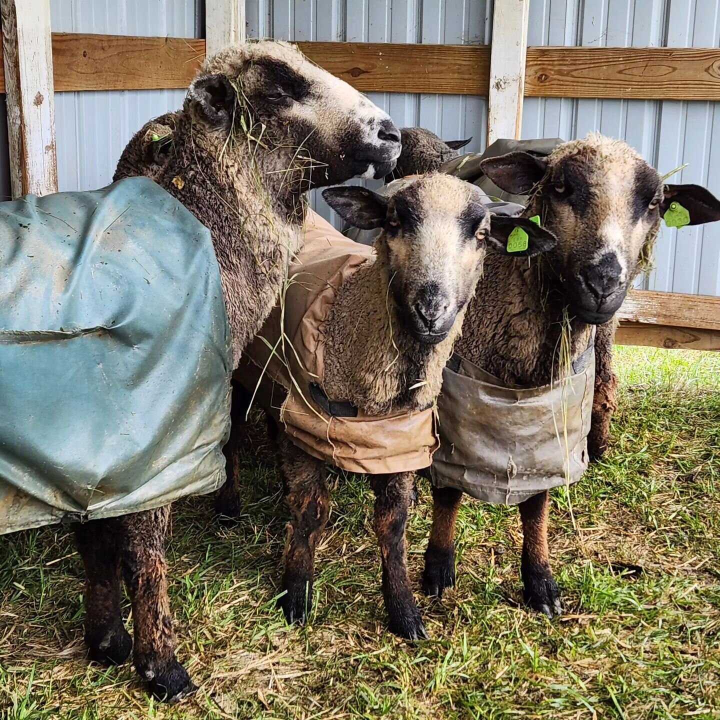 Waiting for the rain to stop🌧☔️ We need the moisture but the girls say &quot;baaa humbug&quot;. It's muddy buddies today😊
#springshowers